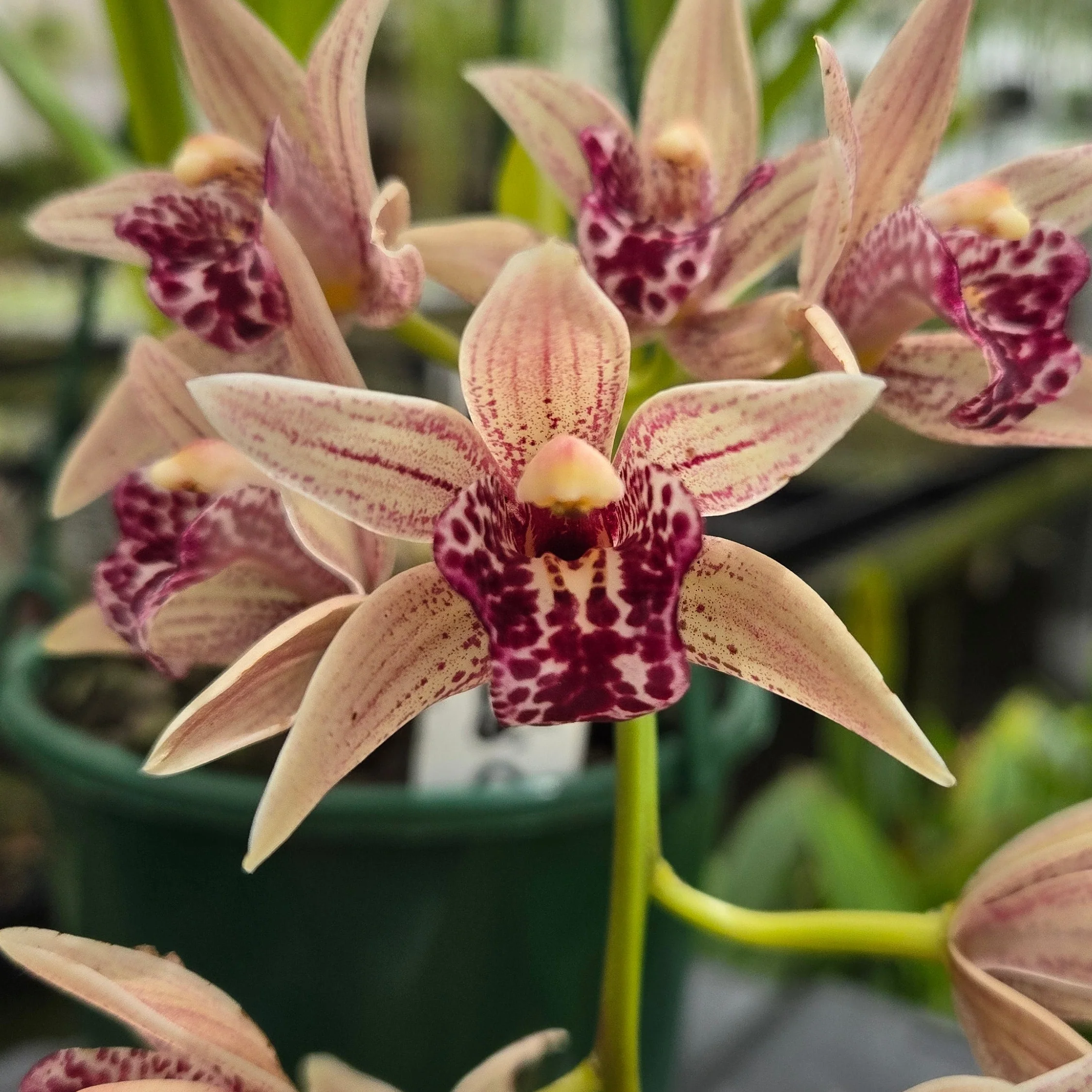 Cymbidium Devon Parish ‘Devon Falls’ – Rare Collector’s Plant (One Only)