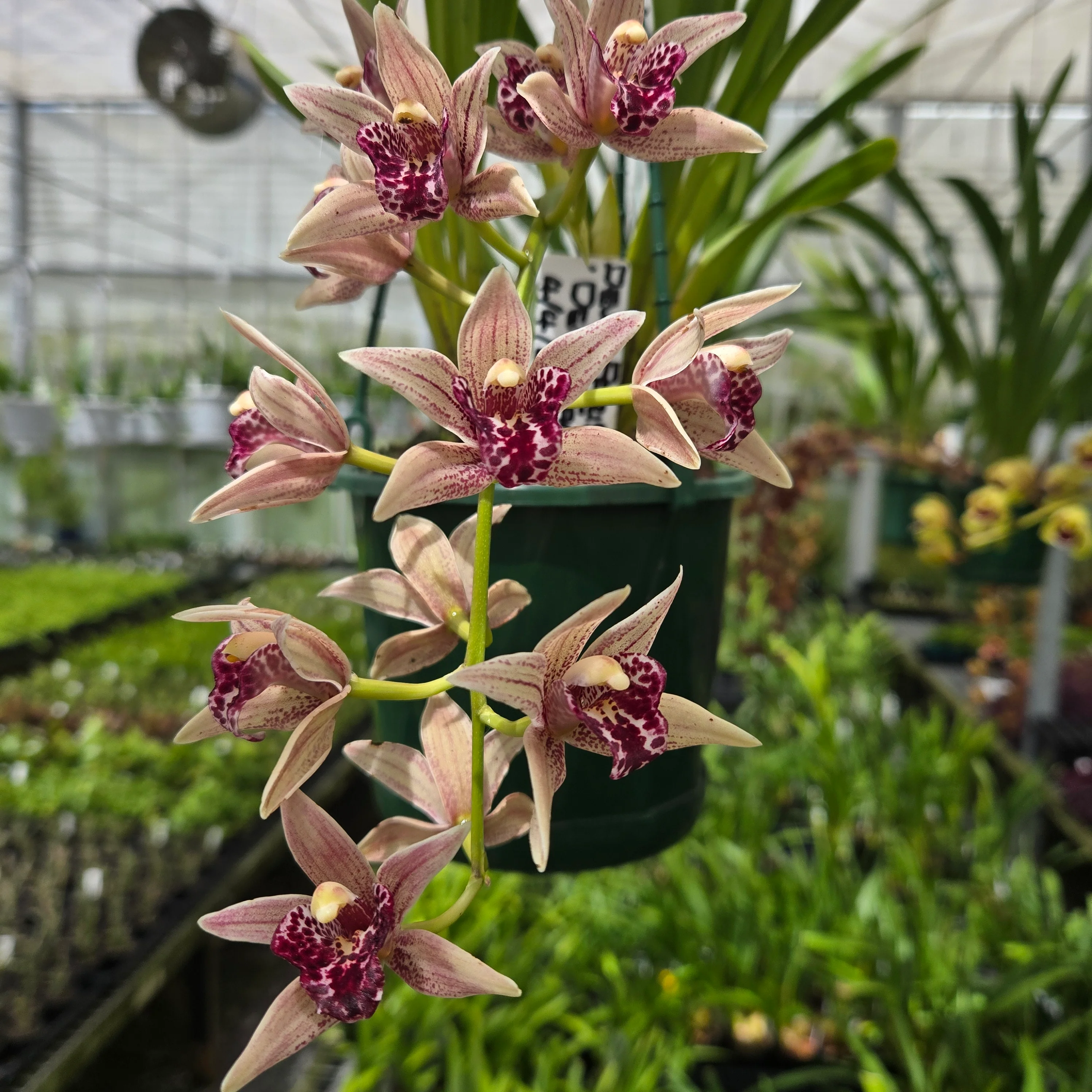 Cymbidium Devon Parish ‘Devon Falls’ – Rare Collector’s Plant (One Only) - Image 2