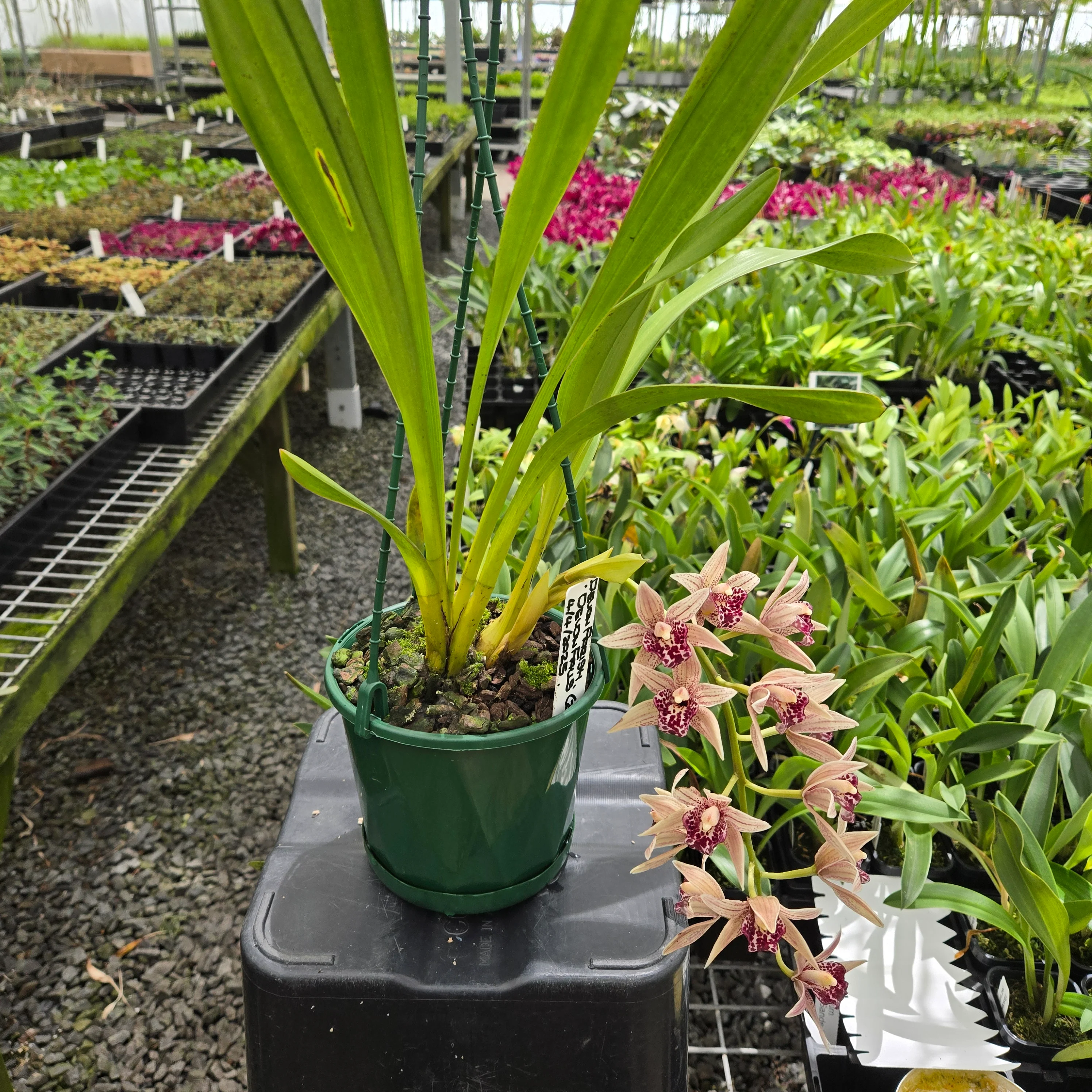 Cymbidium Devon Parish ‘Devon Falls’ – Rare Collector’s Plant (One Only) - Image 3