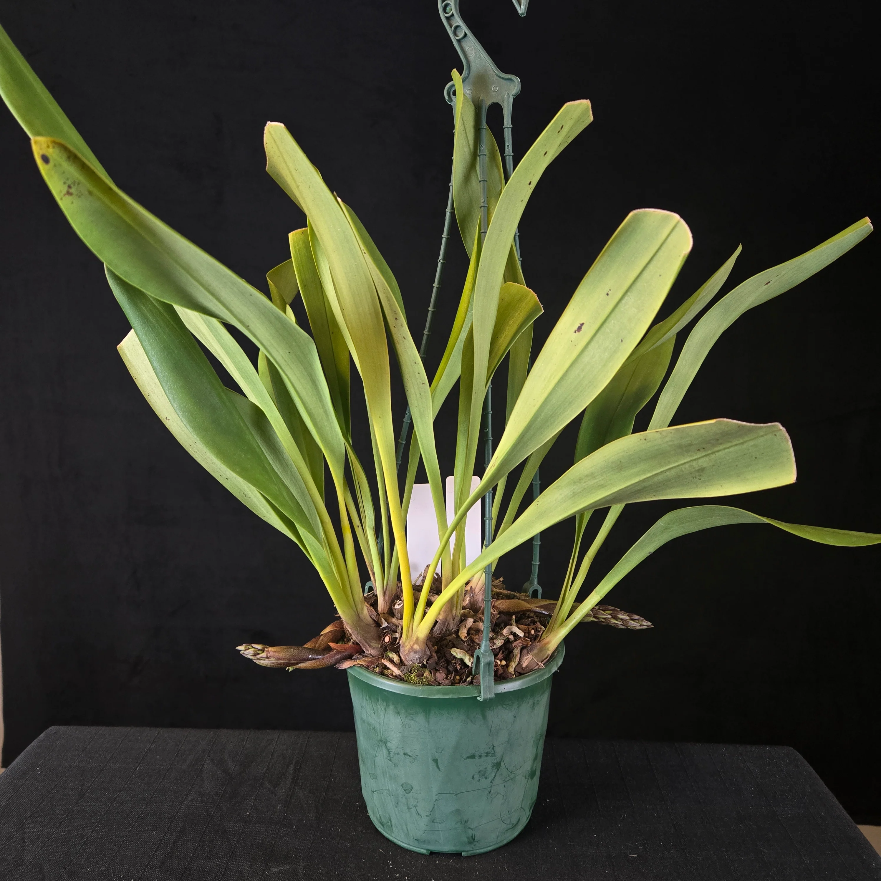 Cymbidium devonianum