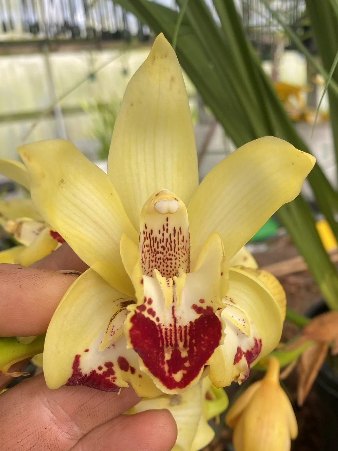 Cymbidium Elusive Cleo ‘Tony’s Pick’ – Sepal Peloric Form (One Only)