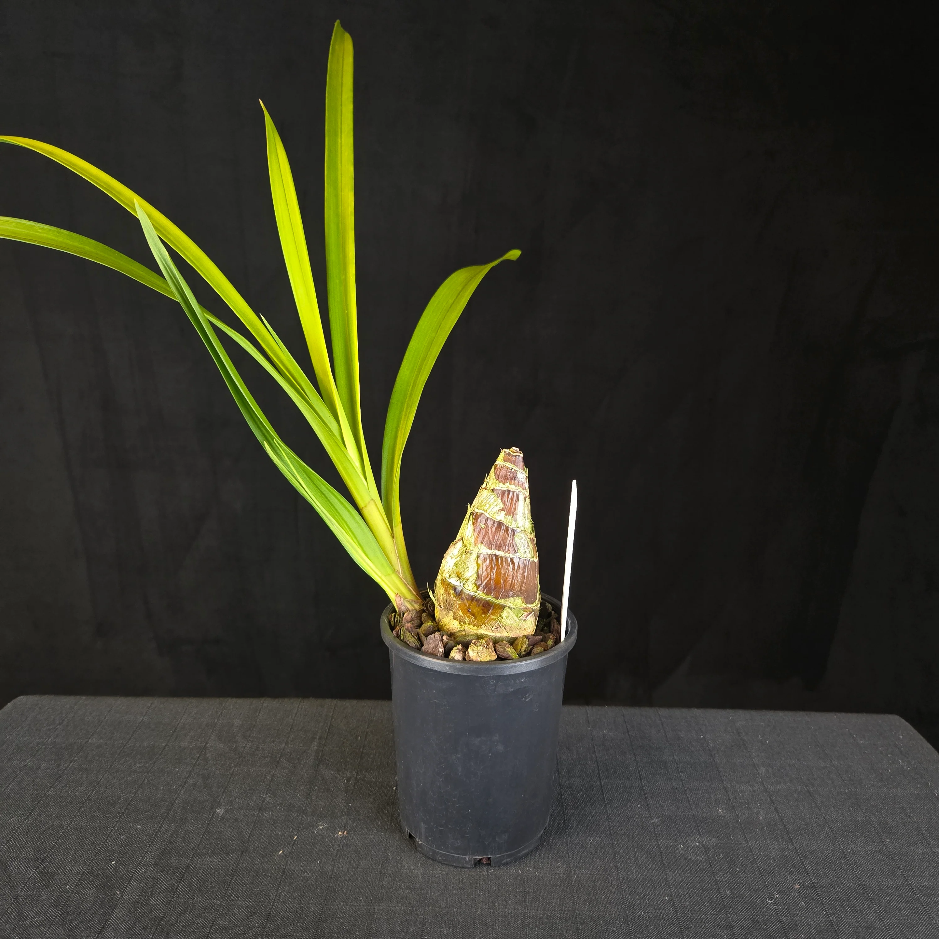 Cymbidium Elusive Cleo ‘Tony’s Pick’ – Sepal Peloric Form (One Only) - Image 2