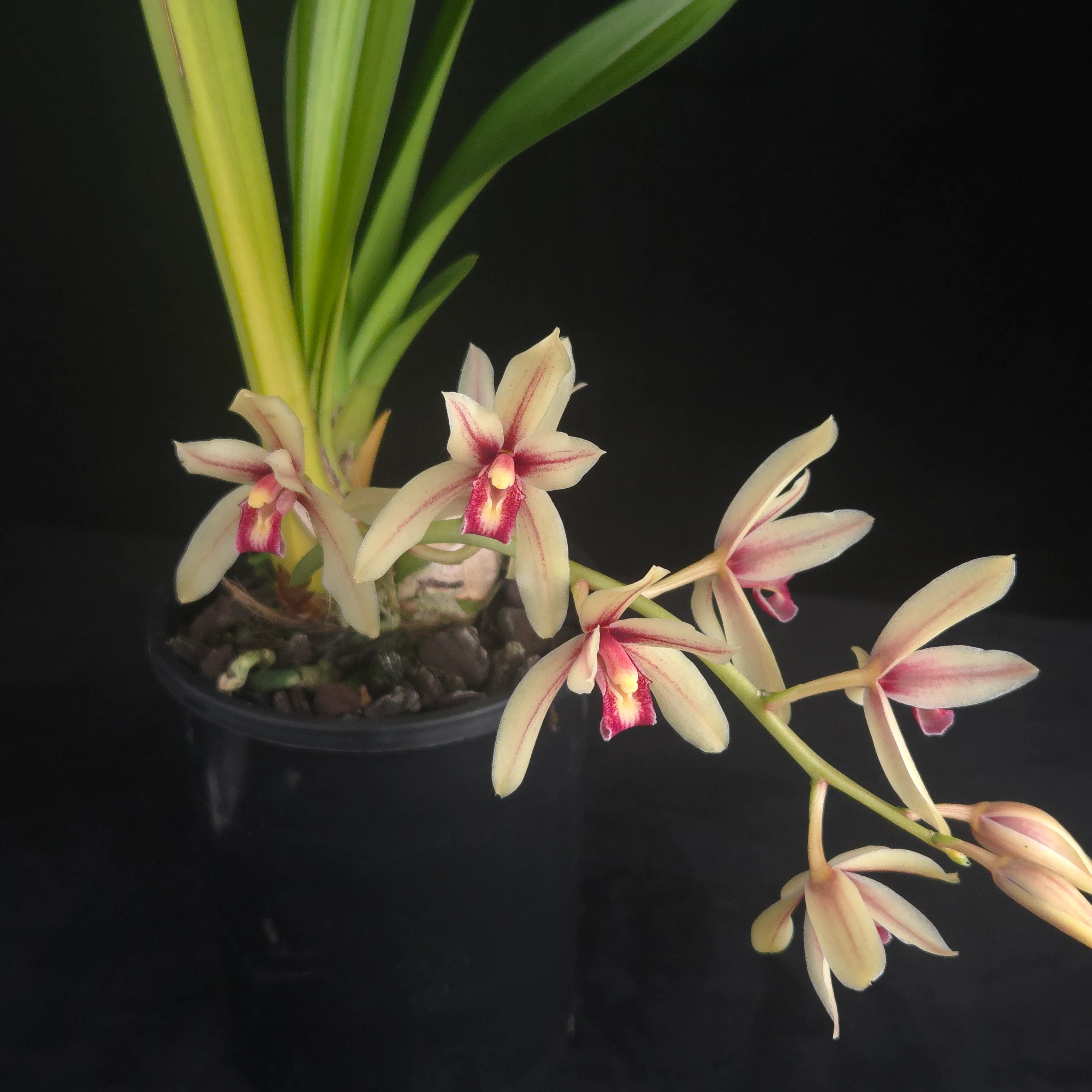 Cymbidium Ensi Canal - Image 2