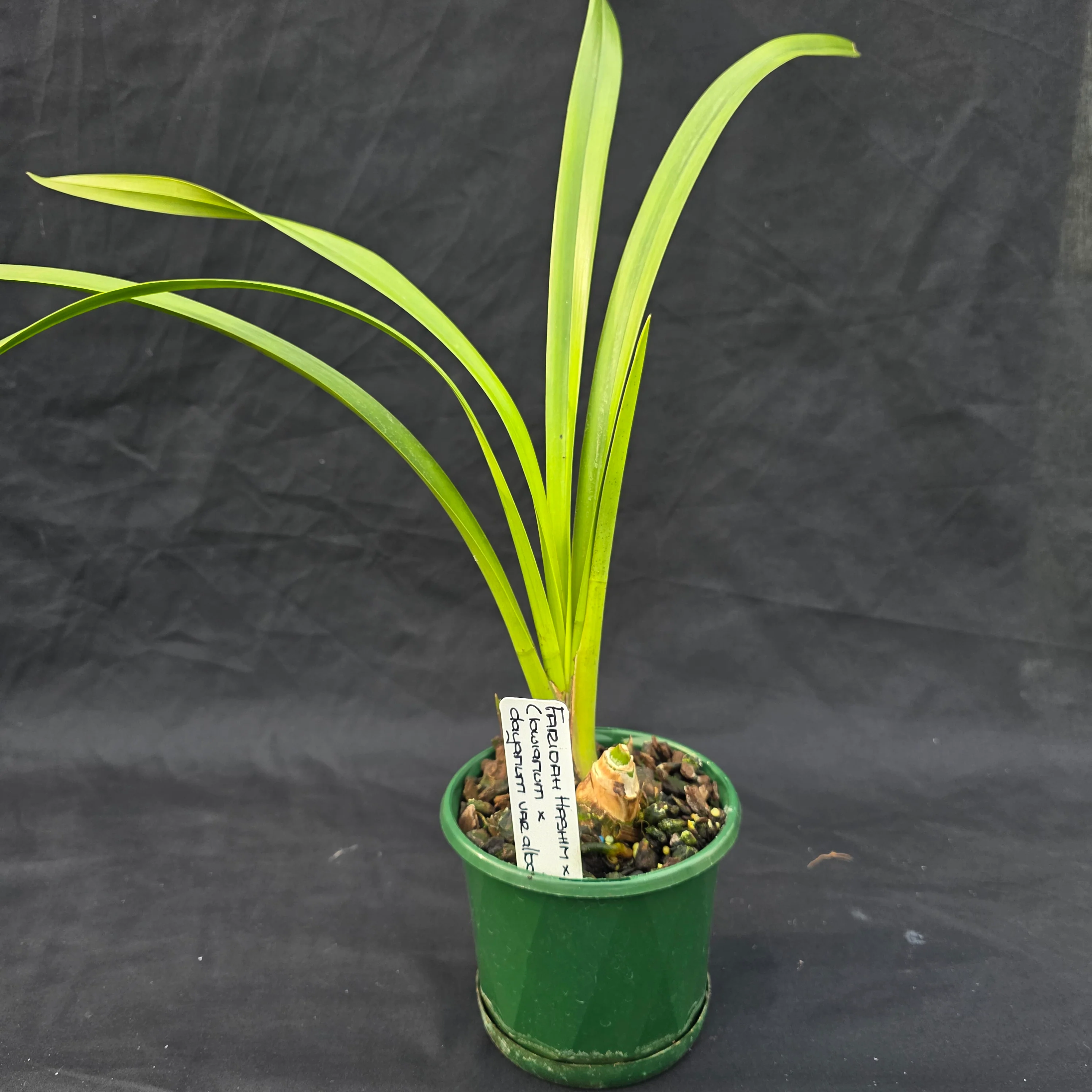 Cymbidium Faridah Hashim x Normanby (lowianum x dayanum var. alba) - One Off Special