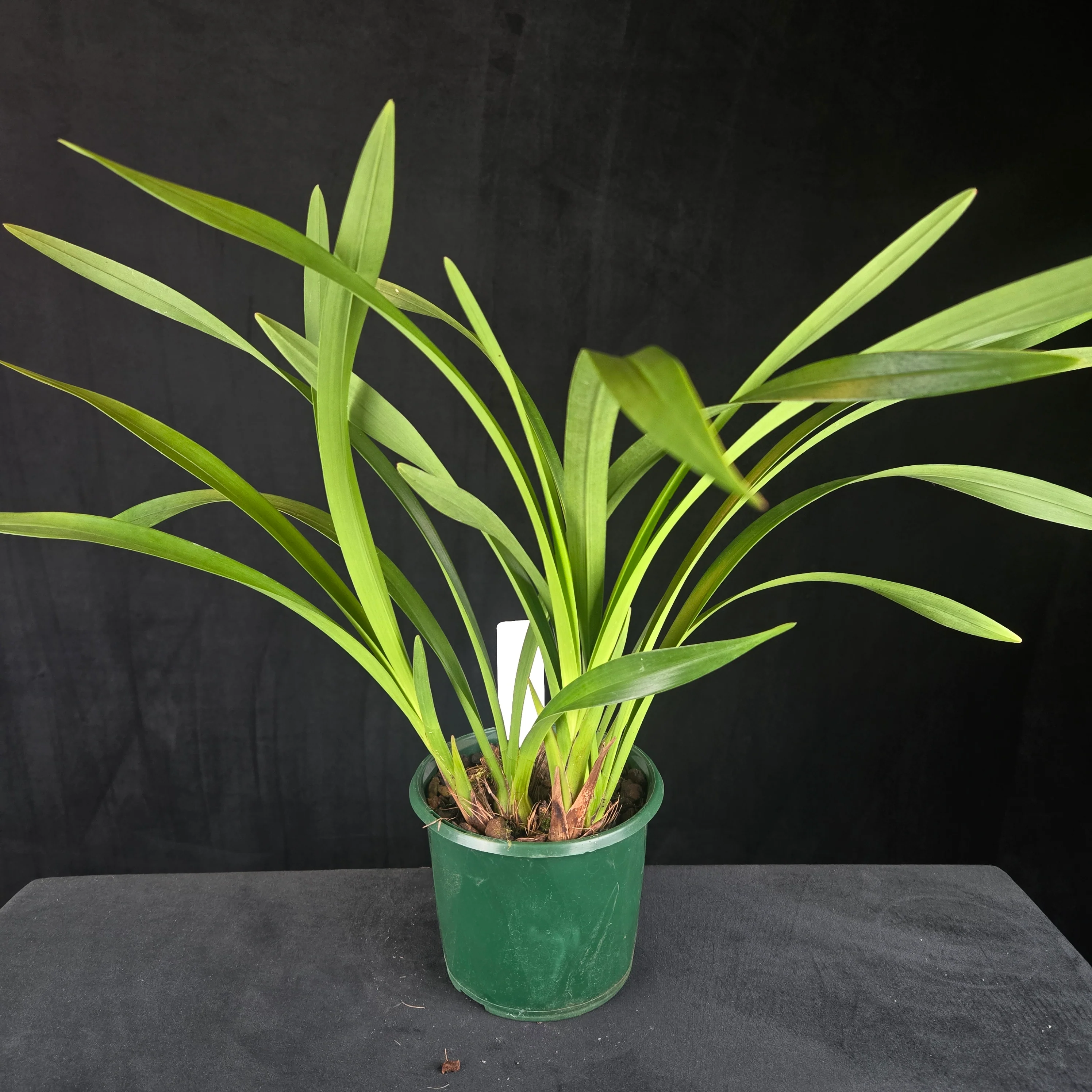 Cymbidium floribundum 'Duo Mini Primi' (Syn. pumilum) - Image 2