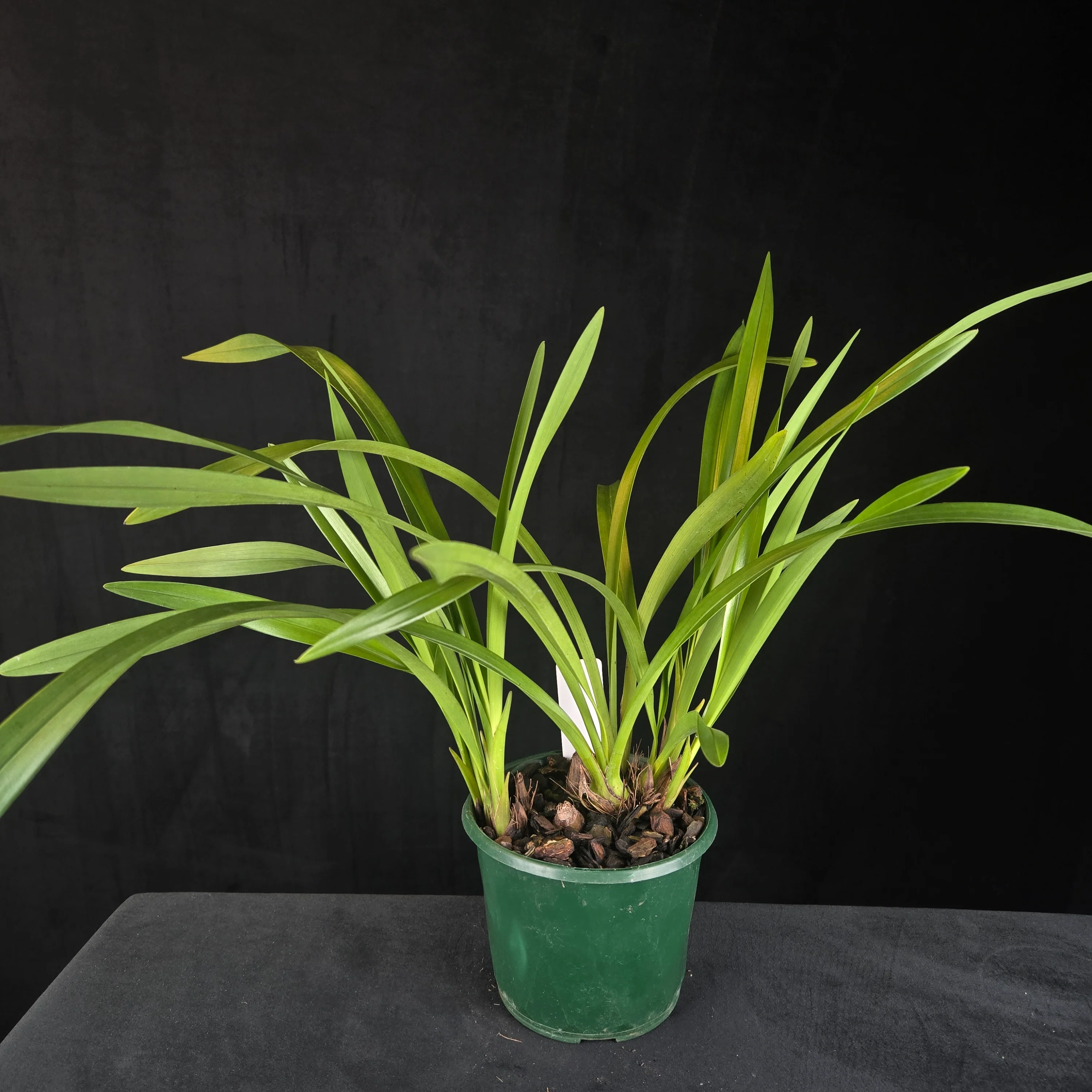 Cymbidium floribundum 'Duo Mini Primi' (Syn. pumilum) - Image 3