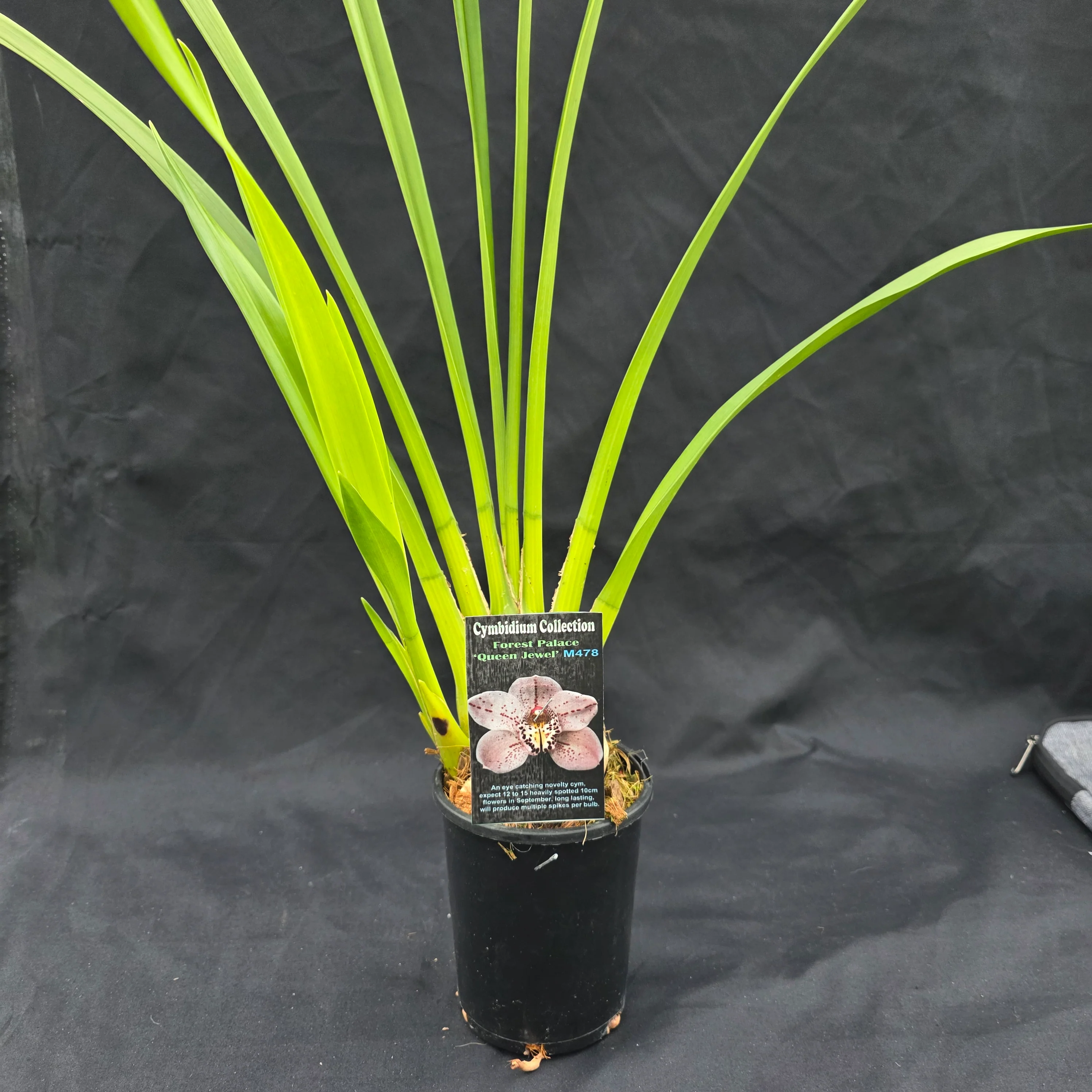 Cymbidium Forrest Place 'Queen Jewel' - Image 4