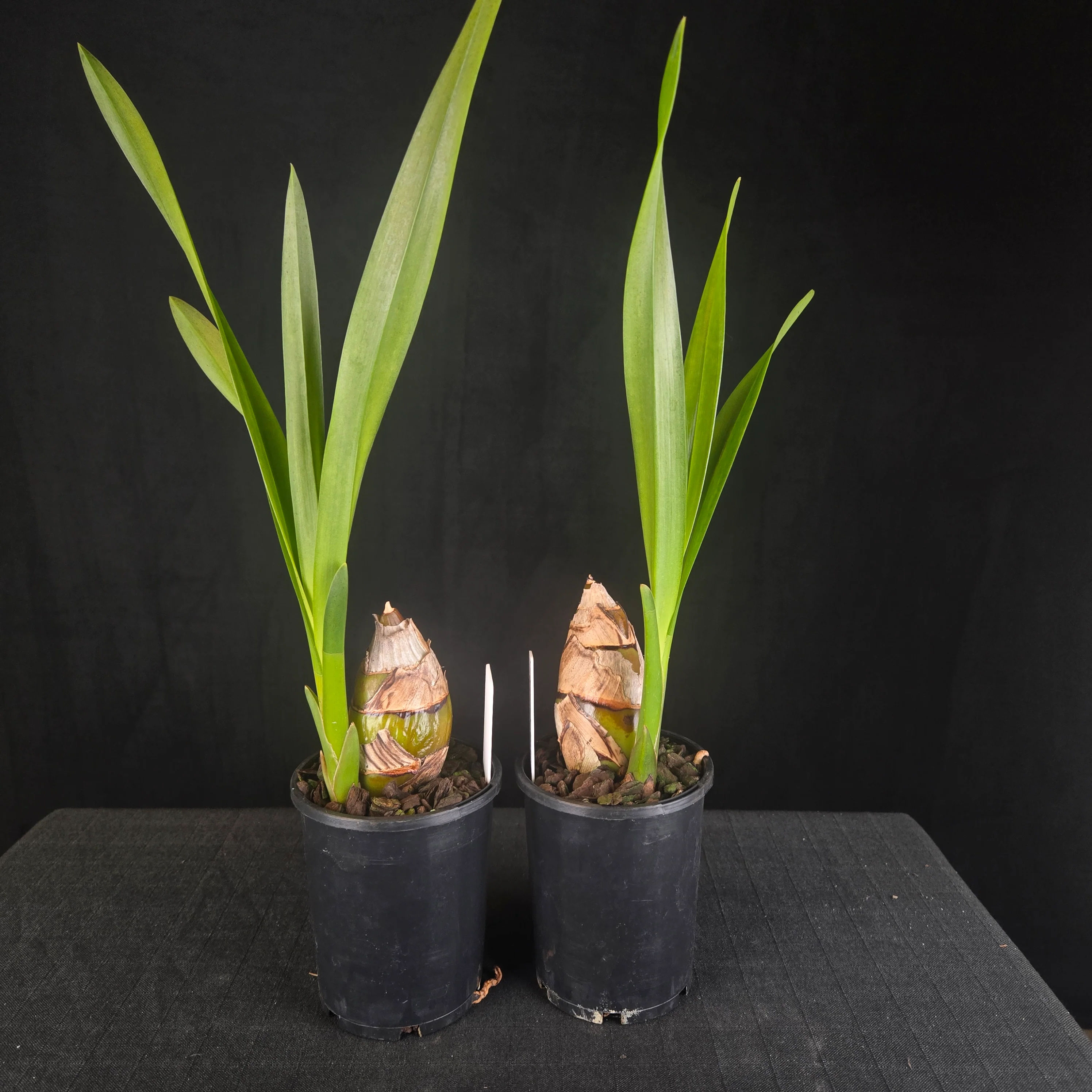 Cymbidium Funky Devon 'Debonair' - Image 2