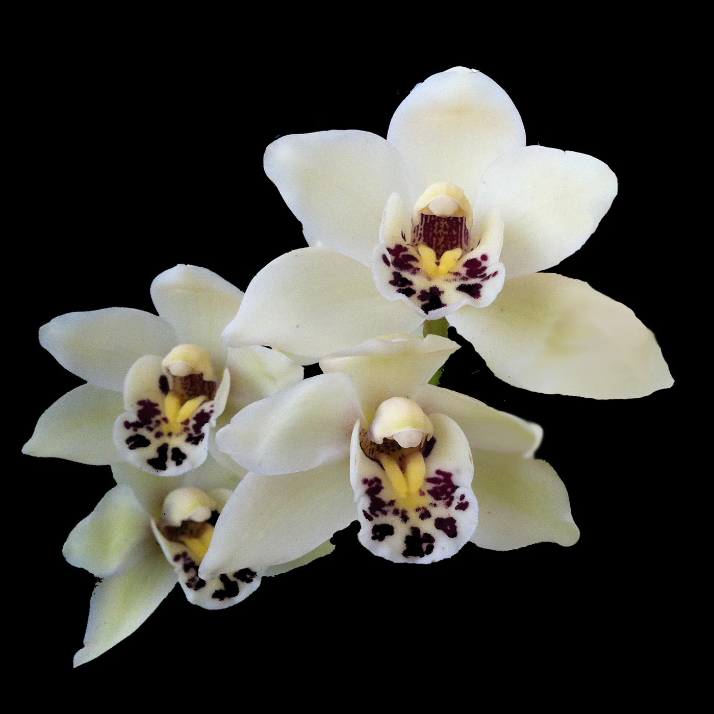 Cymbidium (Glady's Whitesell x Pocket Rocket) 'Snowman'