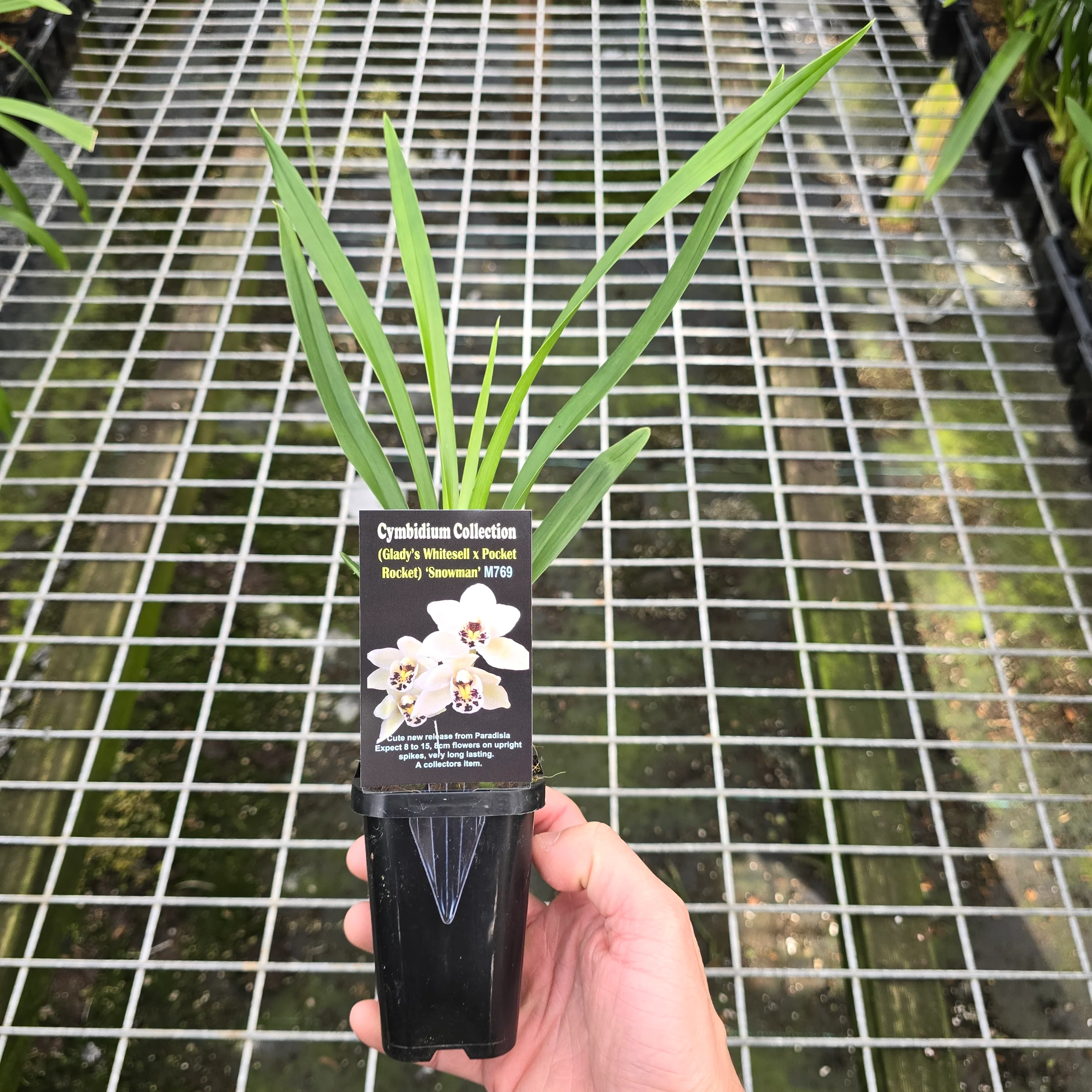 Cymbidium (Glady's Whitesell x Pocket Rocket) 'Snowman' - Image 2