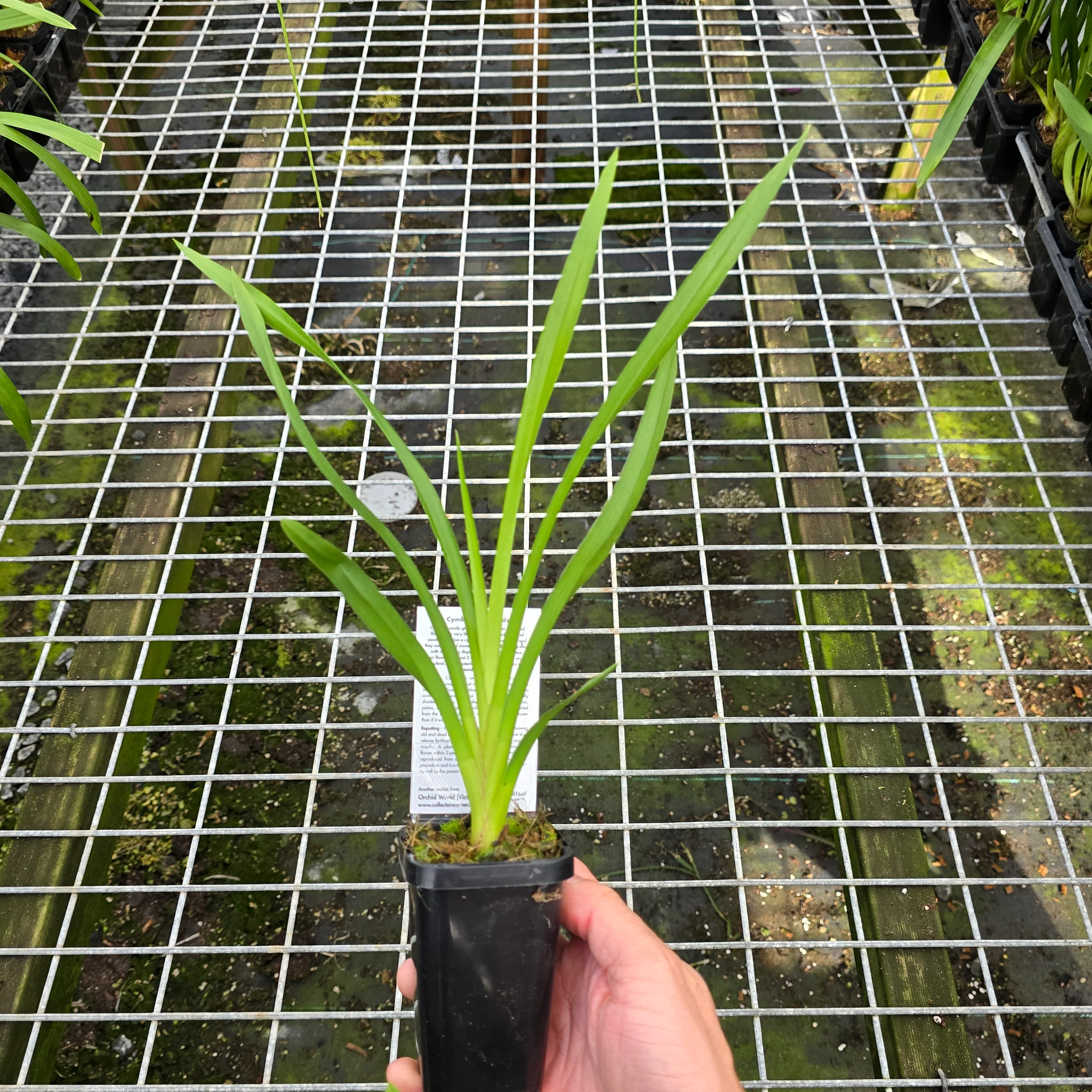 Cymbidium (Glady's Whitesell x Pocket Rocket) 'Snowman' - Image 3