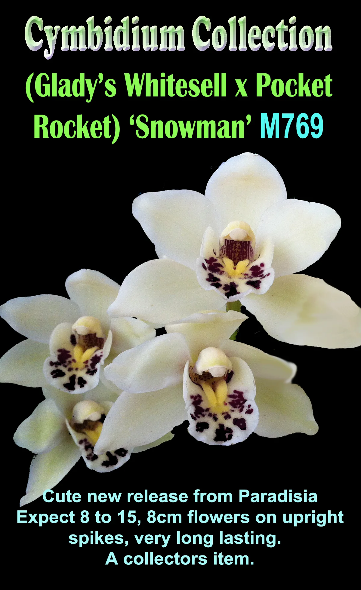 Cymbidium (Glady's Whitesell x Pocket Rocket) 'Snowman' - Image 4