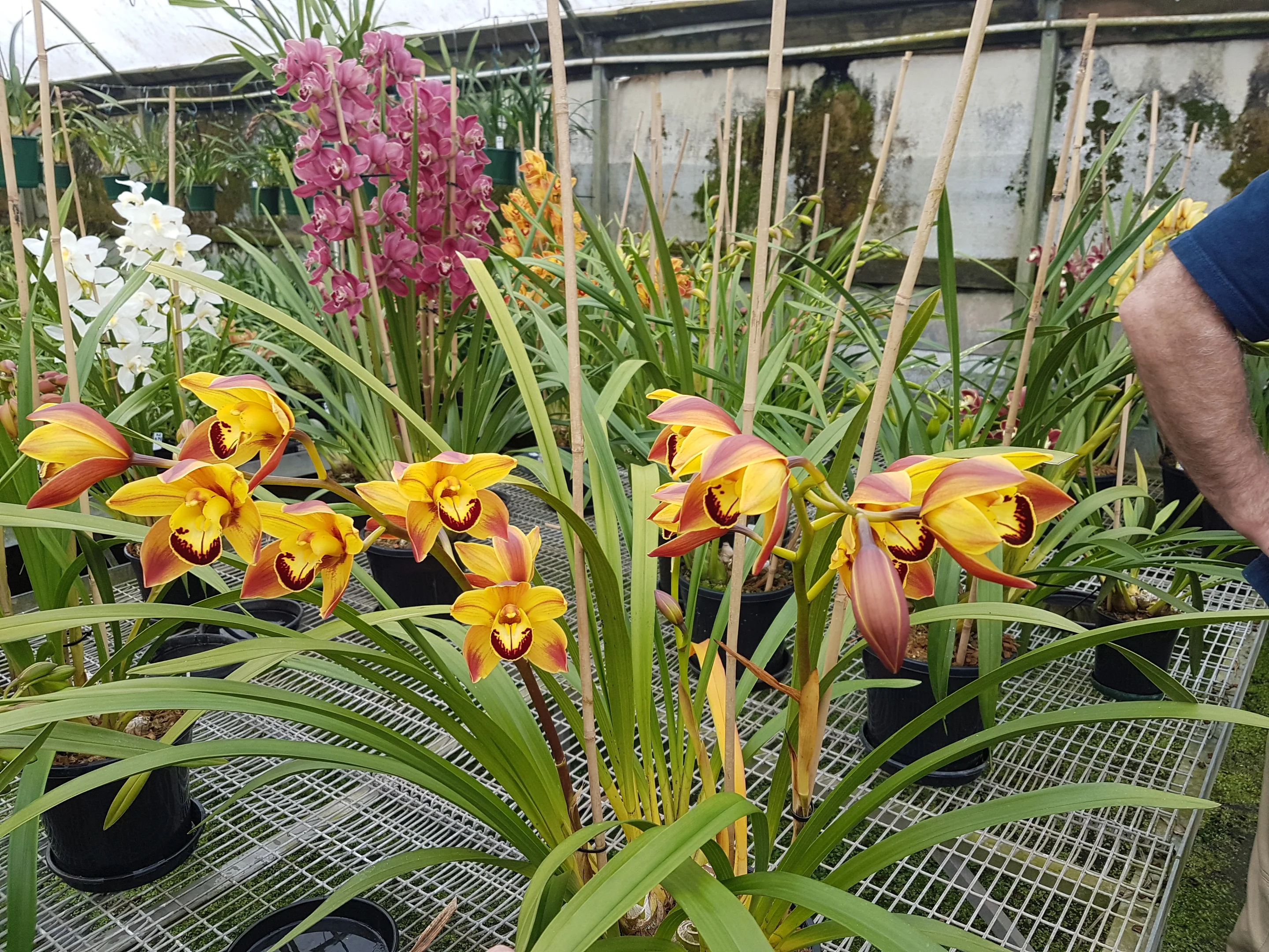 Cymbidium (Wallacia x Greta Guest) 'Golden Fantasy' - Image 2