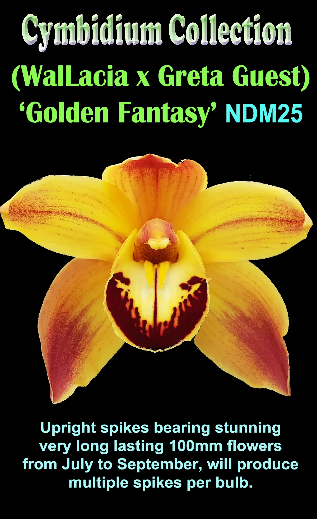 Cymbidium (Wallacia x Greta Guest) 'Golden Fantasy' - Image 3