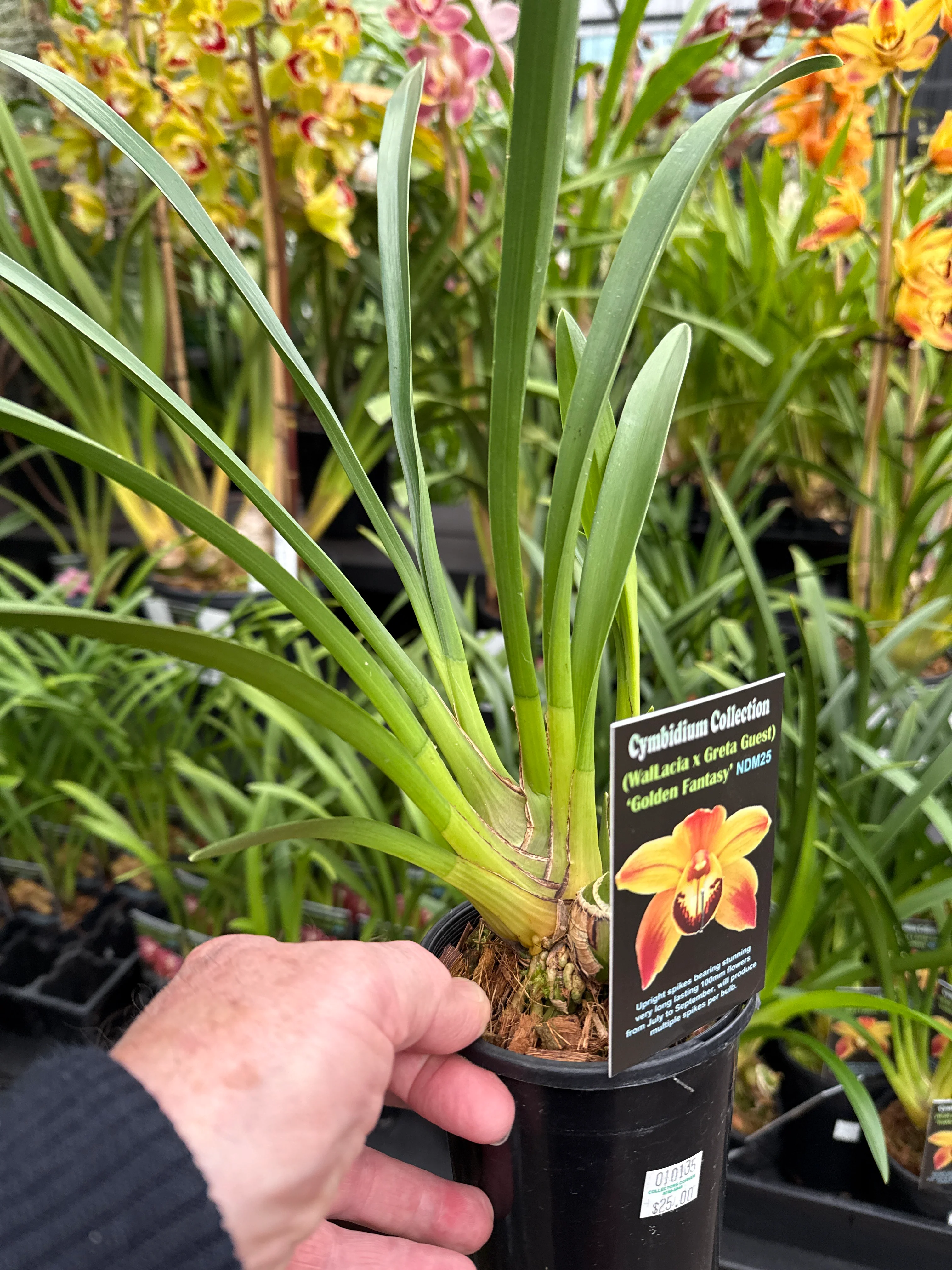 Cymbidium (Wallacia x Greta Guest) 'Golden Fantasy' - Image 4