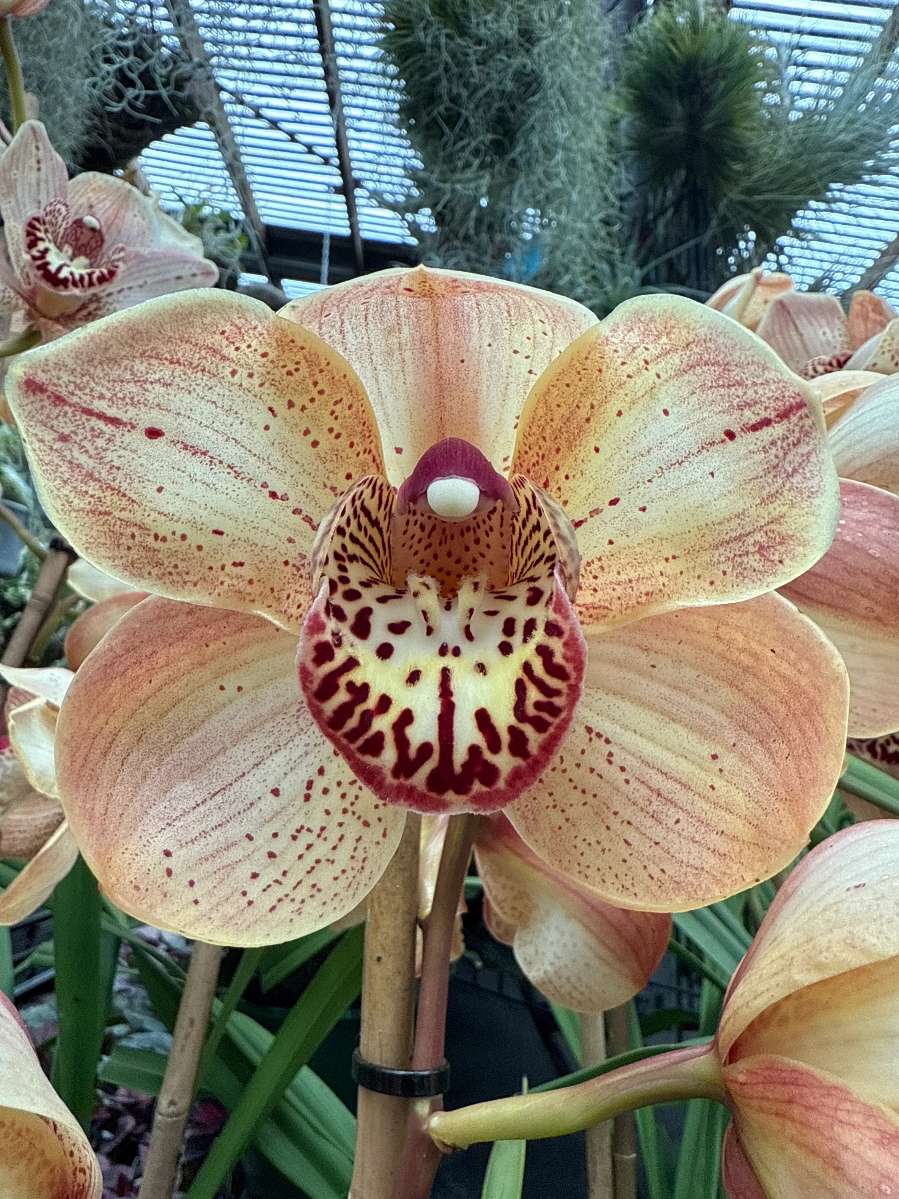 Cymbidium 'Henna' - Image 2