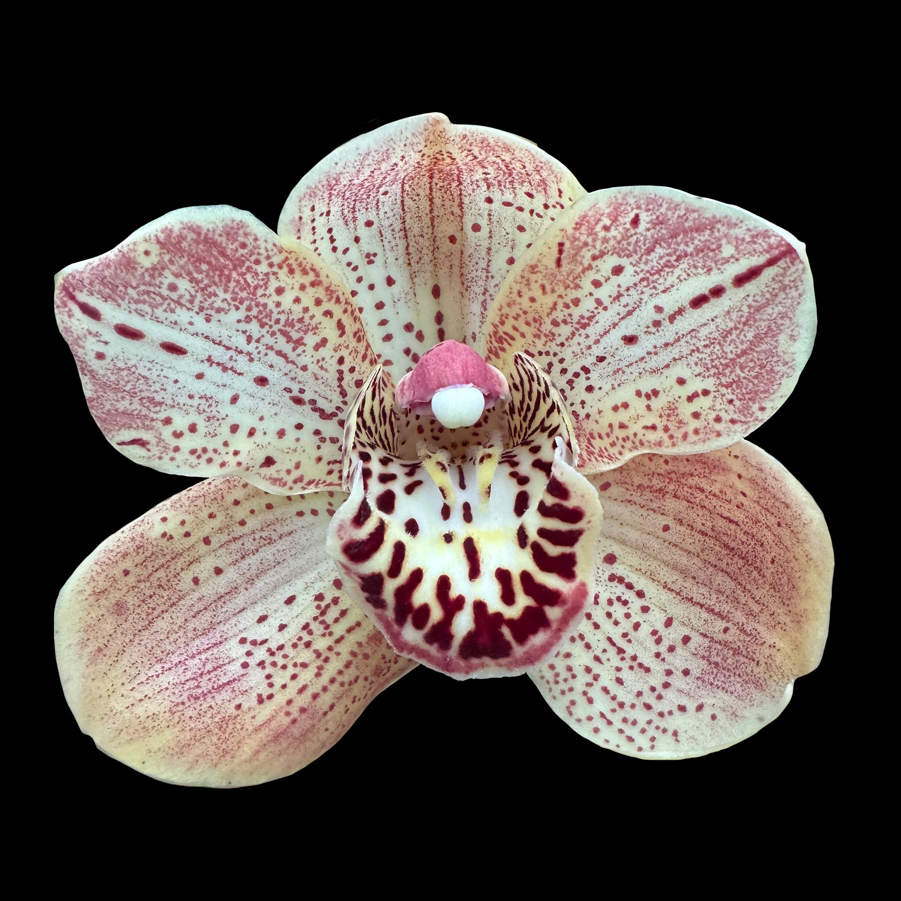 Cymbidium 'Henna' - Image 3