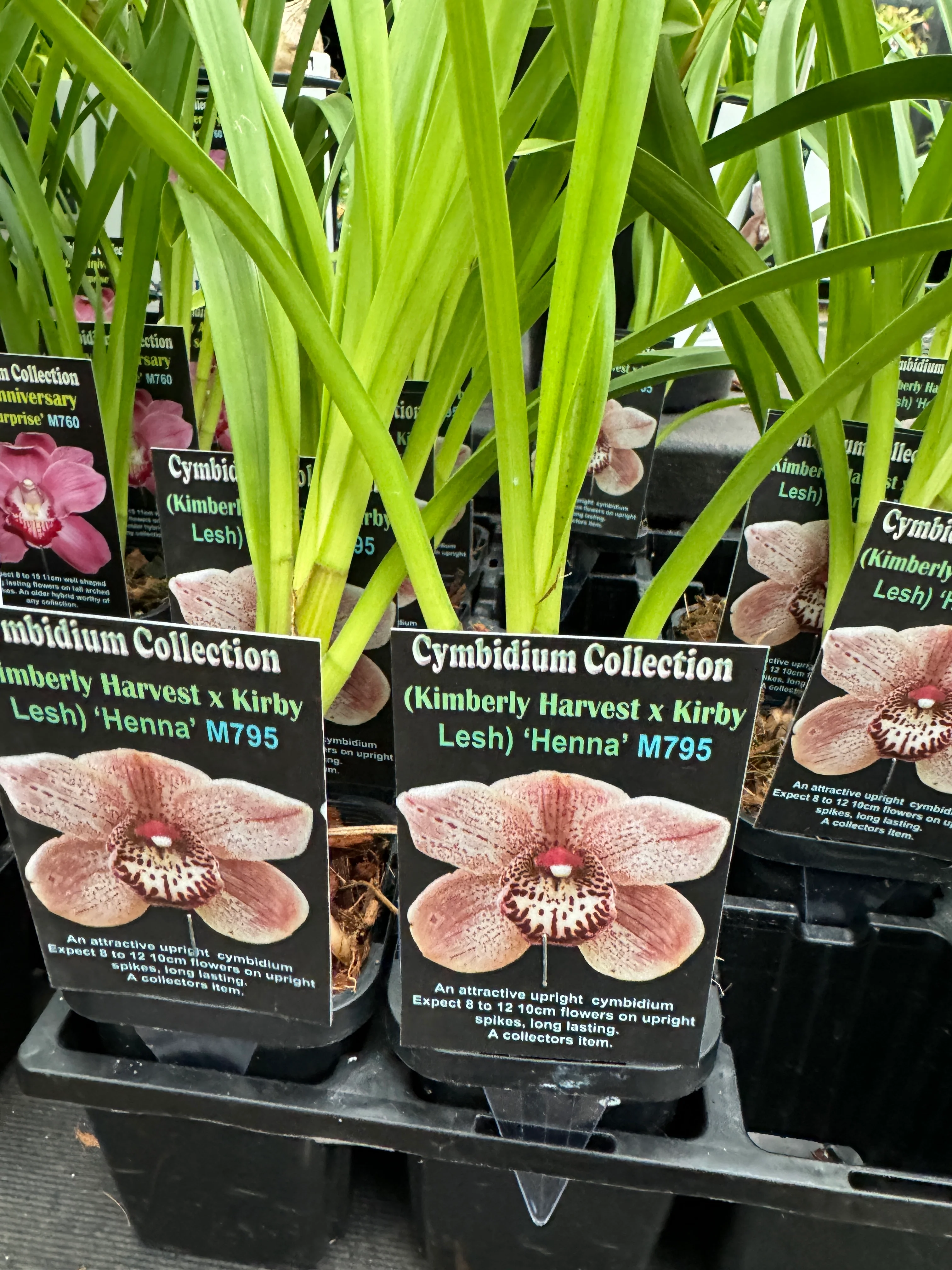 Cymbidium 'Henna' - Image 4