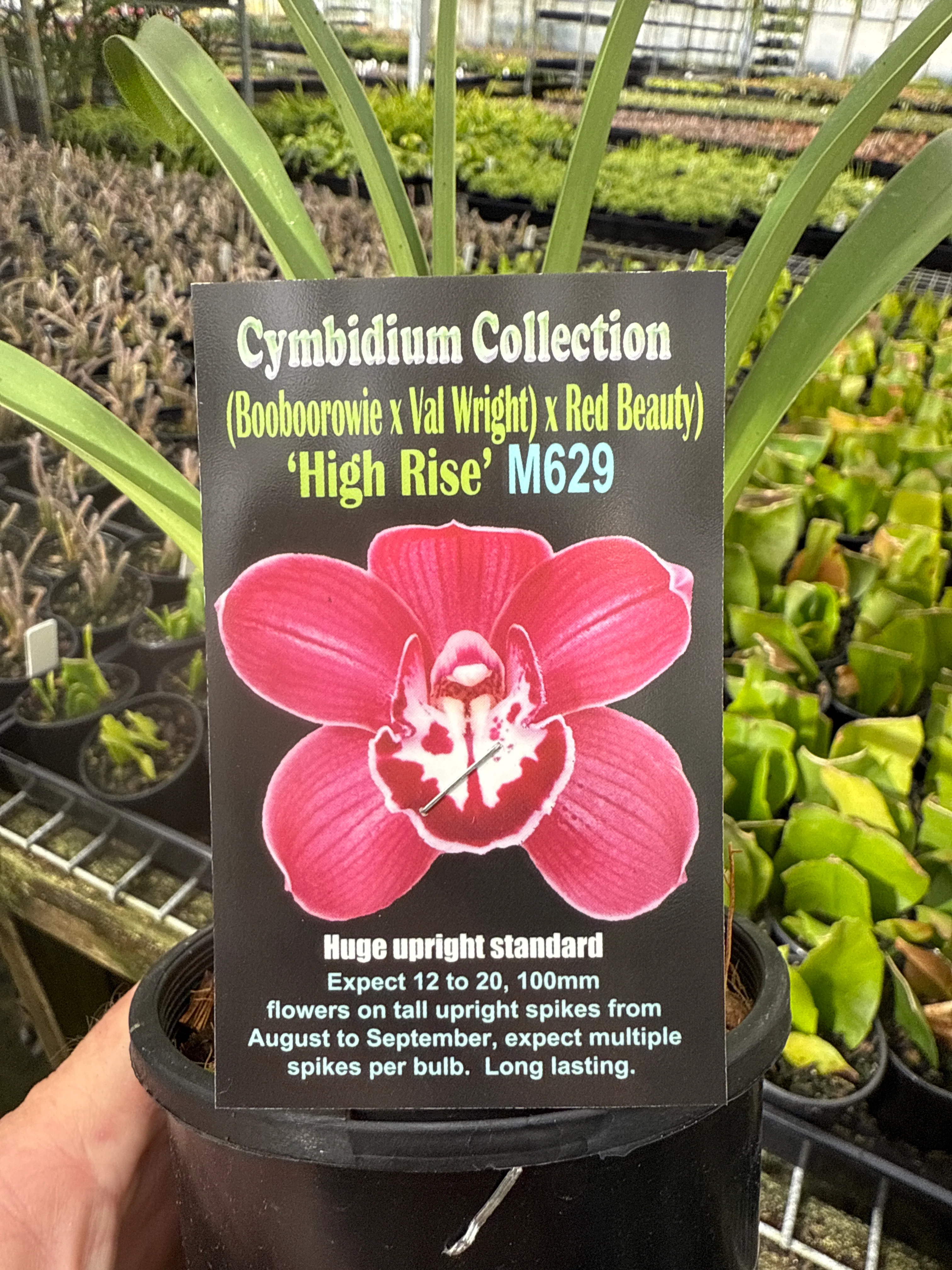 Cymbidium 'High Rise' - Image 2