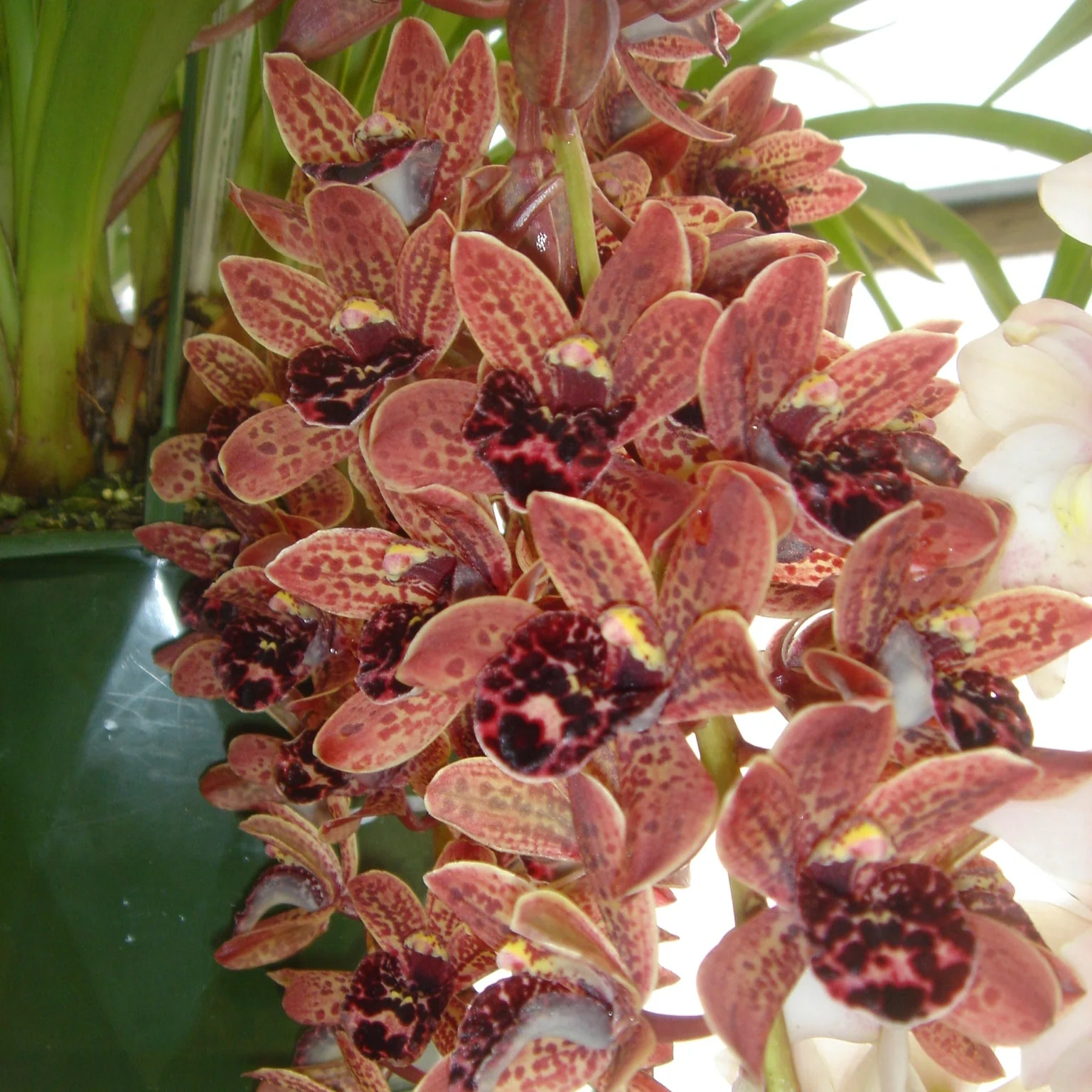 Cymbidium Idyllic Glamour 'Ern's Choice' - Image 2