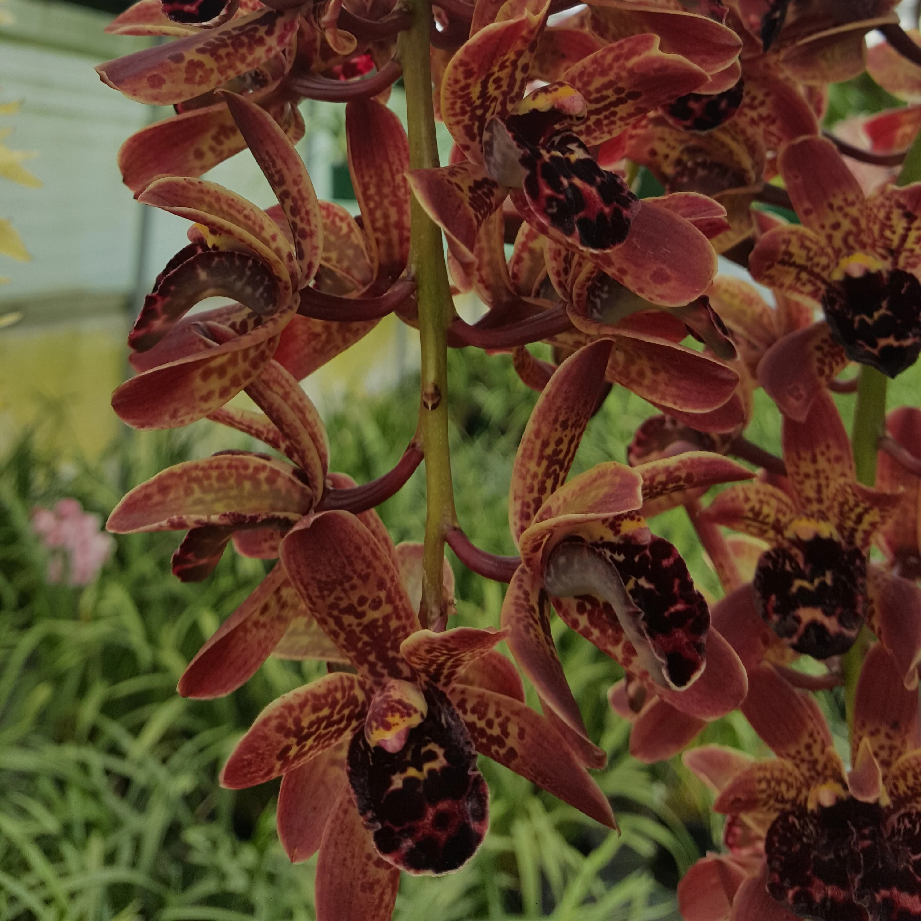 Cymbidium Idyllic Glamour 'Ern's Choice' - Image 3