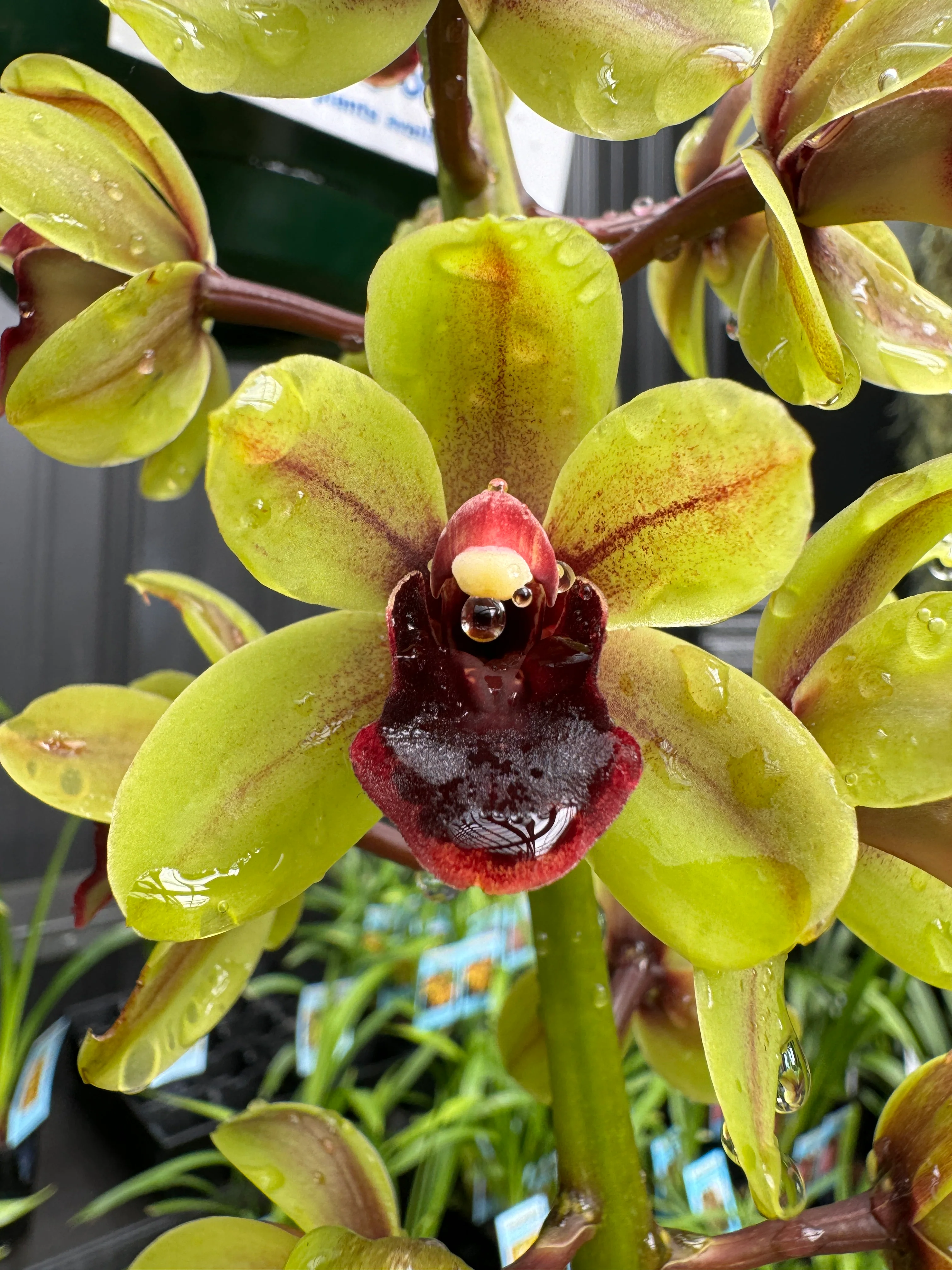 Cymbidium (( Ken Gory x Boroughs) x devonianum)) 'Green Machine'