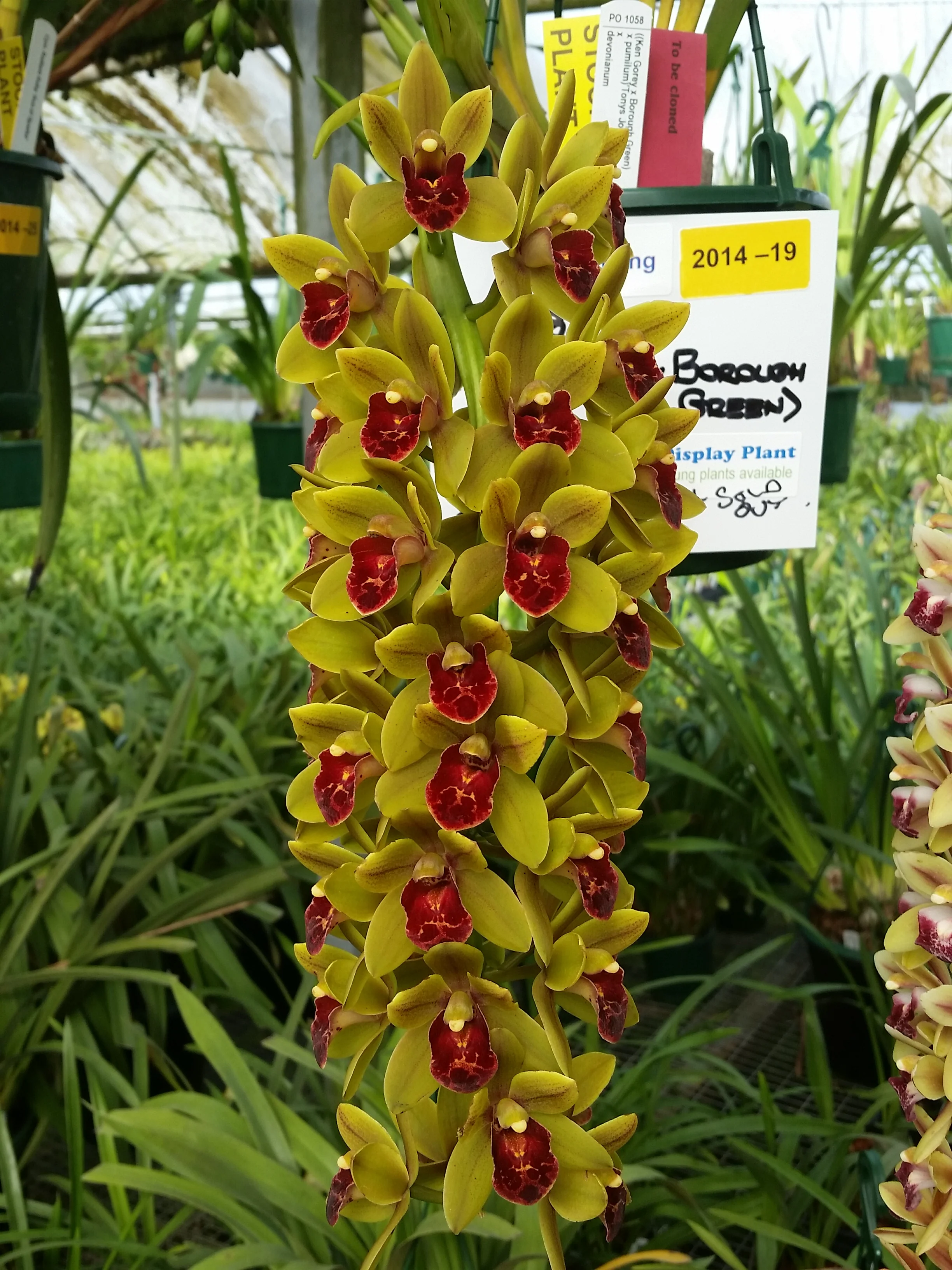 Cymbidium (( Ken Gory x Boroughs) x devonianum)) 'Green Machine' - Image 2