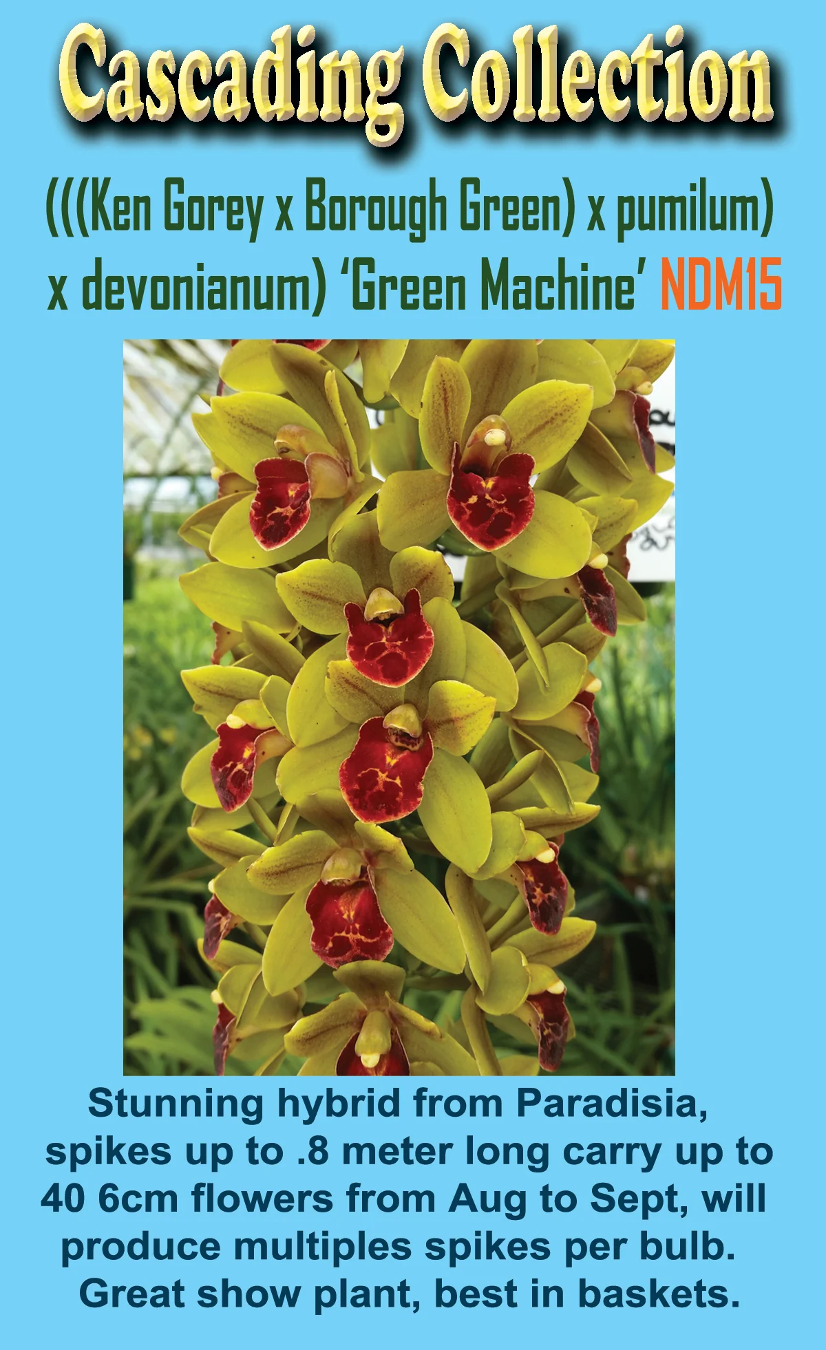 Cymbidium (( Ken Gory x Boroughs) x devonianum)) 'Green Machine' - Image 3