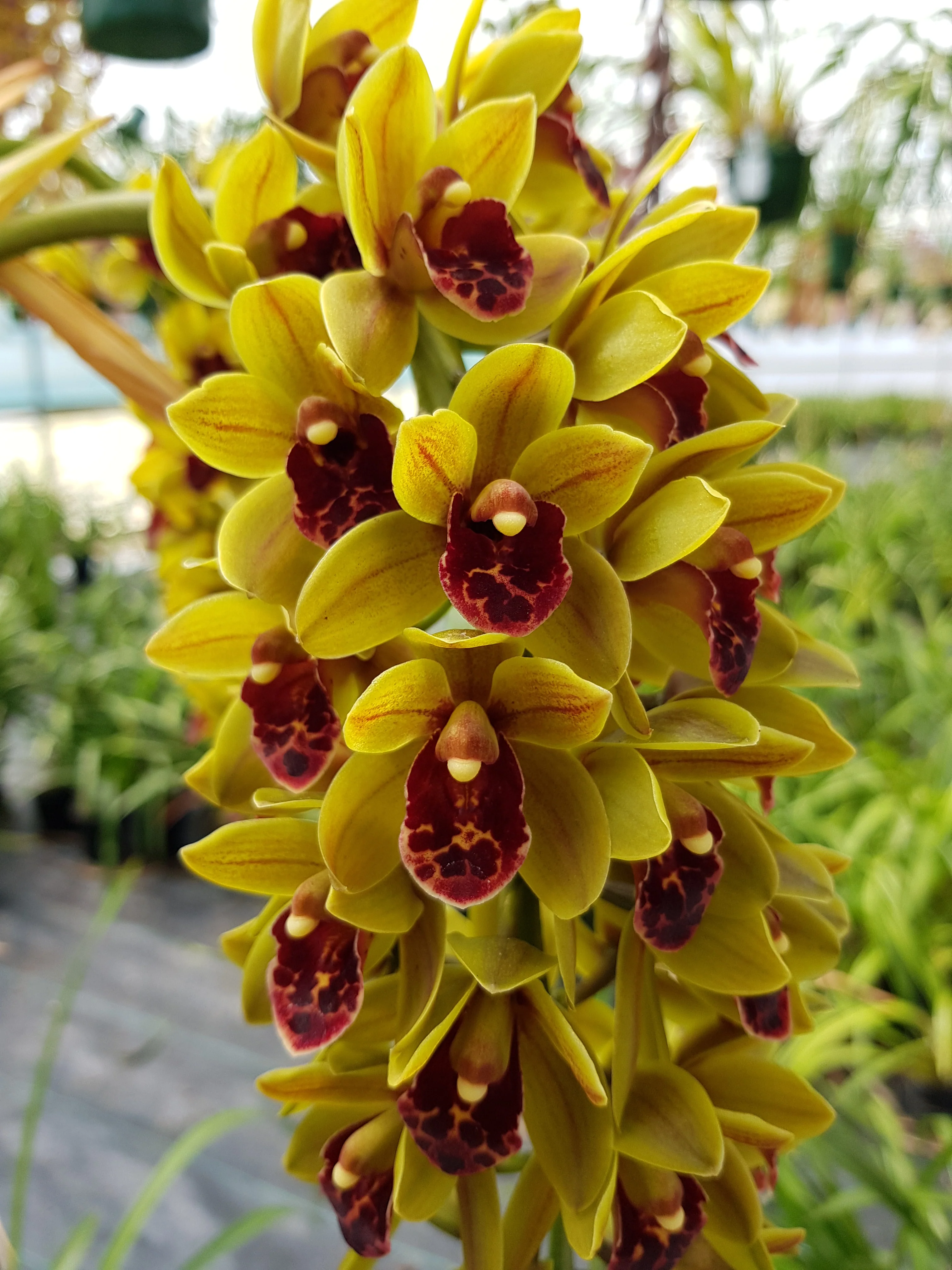 Cymbidium (( Ken Gory x Boroughs) x devonianum)) 'Green Machine' - Image 4