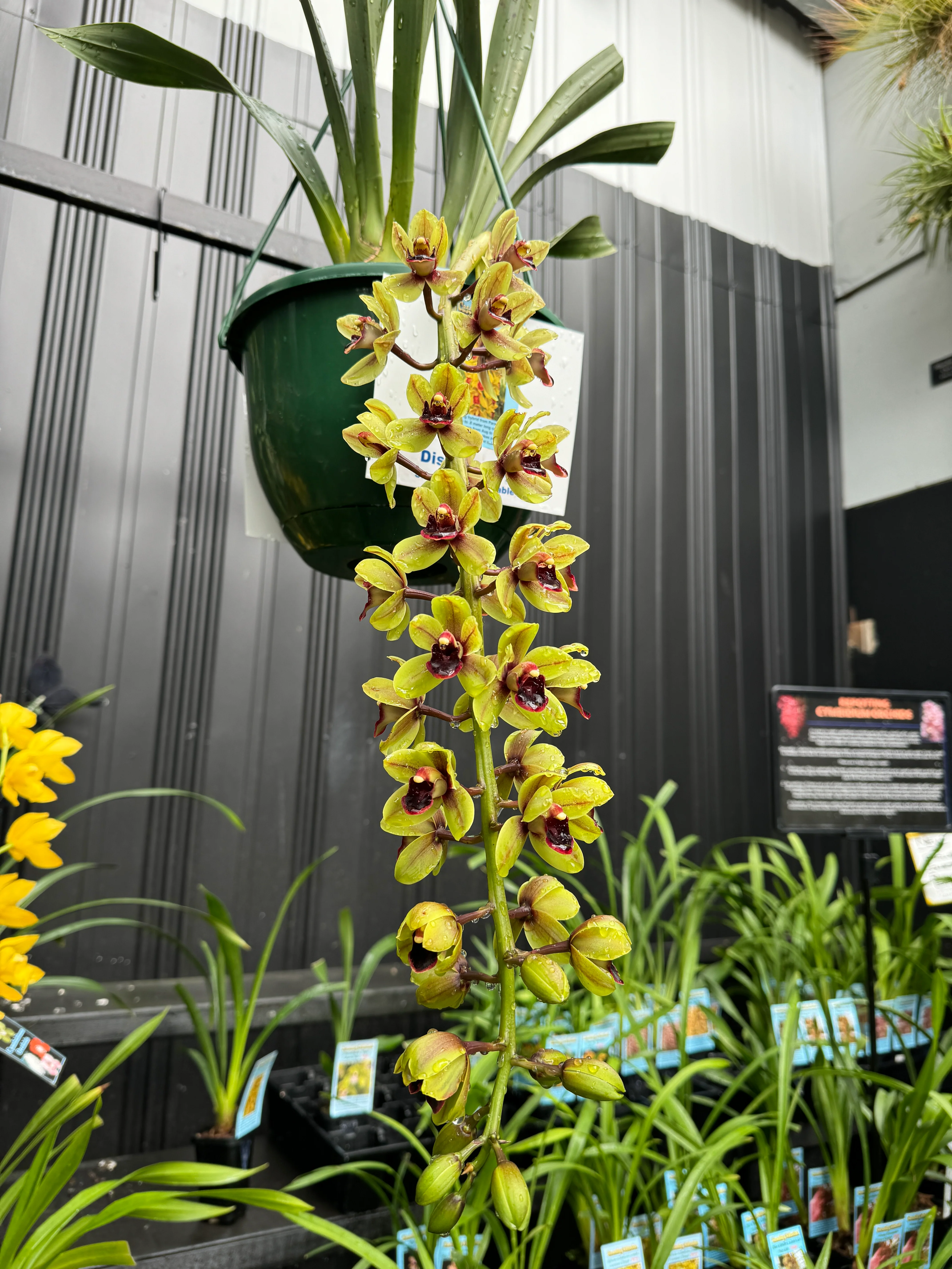 Cymbidium (( Ken Gory x Boroughs) x devonianum)) 'Green Machine' - Image 5