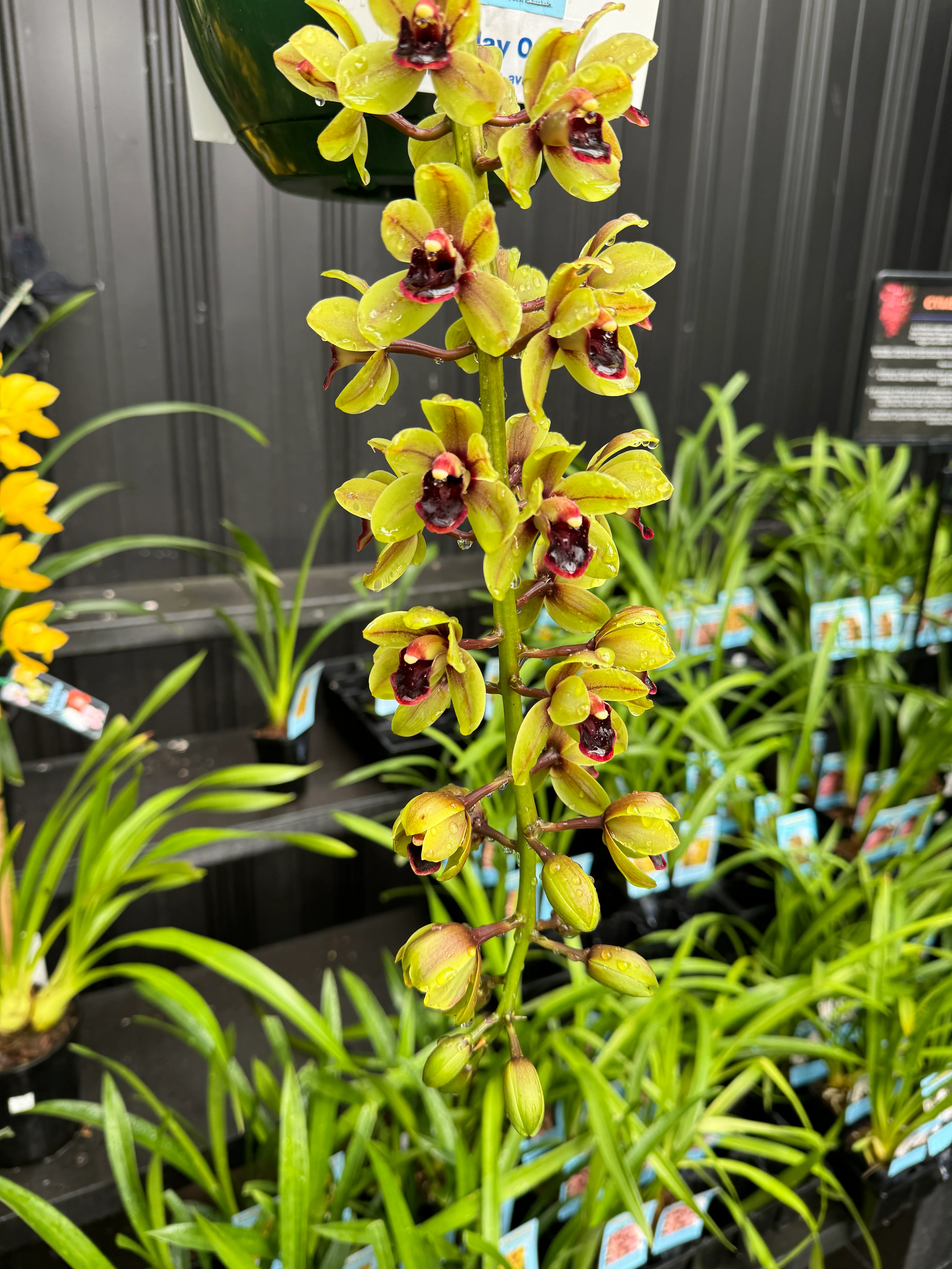 Cymbidium (( Ken Gory x Boroughs) x devonianum)) 'Green Machine' - Image 6