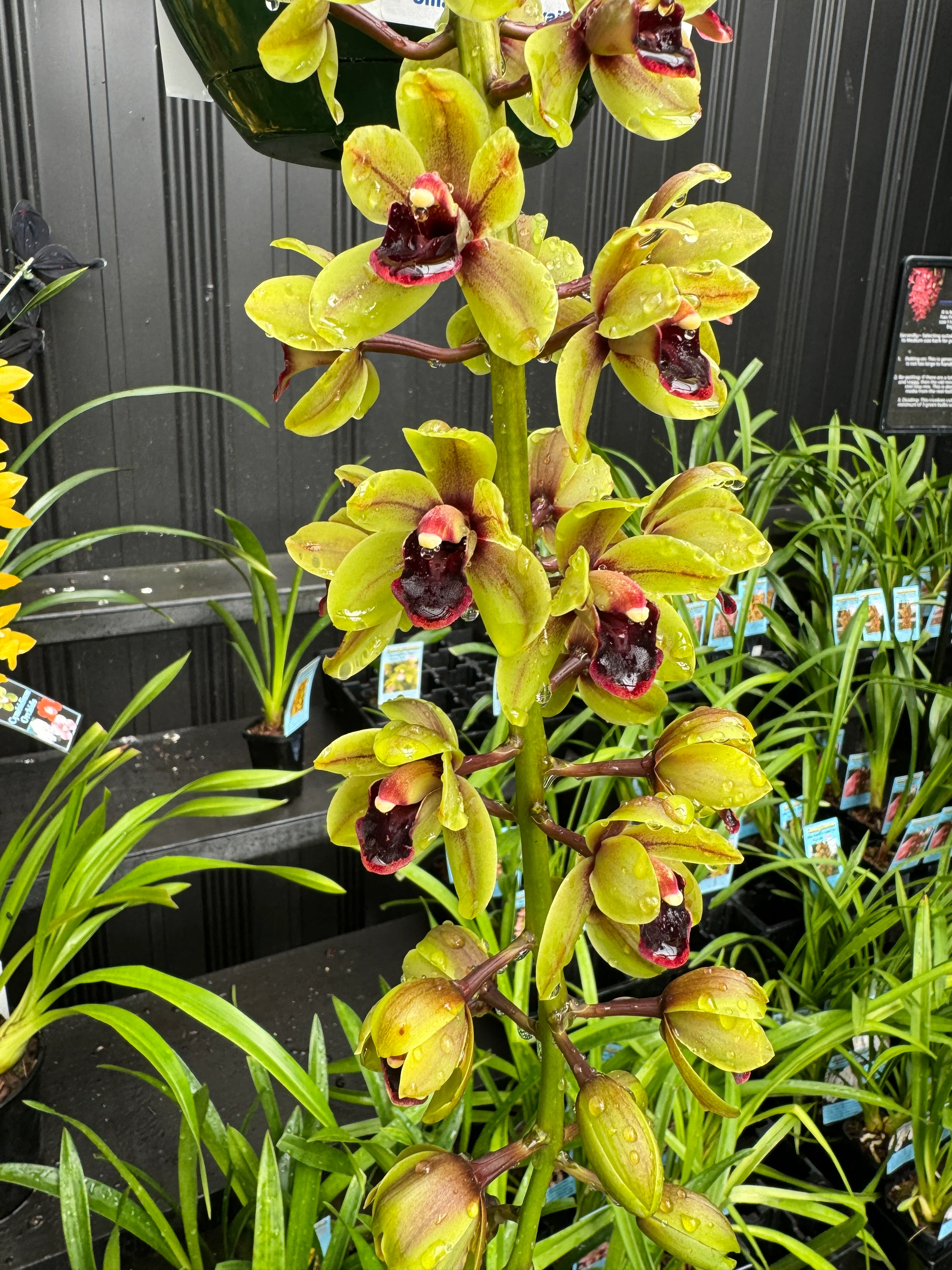 Cymbidium (( Ken Gory x Boroughs) x devonianum)) 'Green Machine' - Image 7