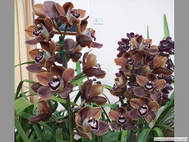 Cymbidium Khan Flame 'OC' - Image 2