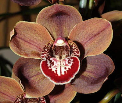 Cymbidium Khan Flame 'OC' - Image 3