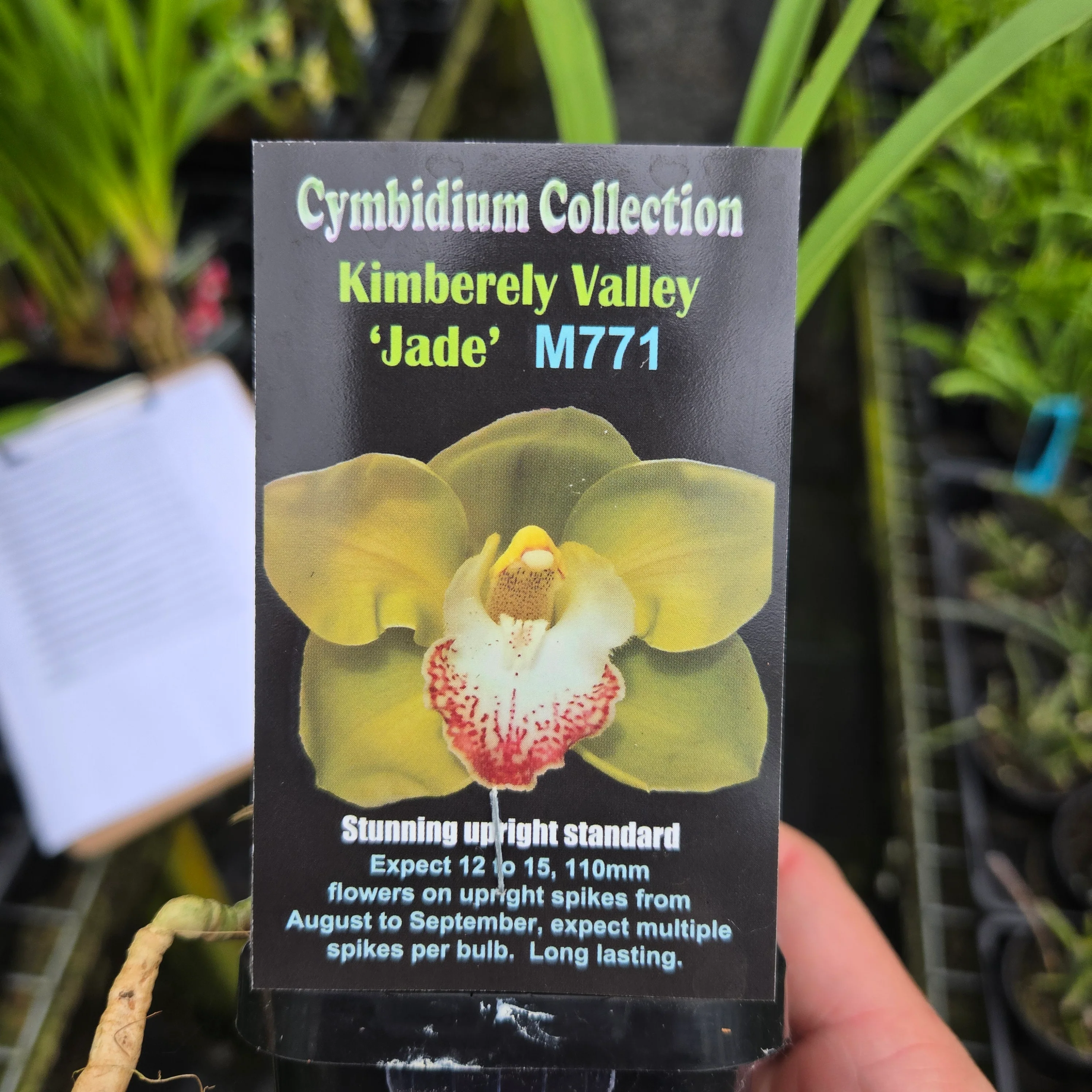 Cymbidium Kimberley Valley 'Jade' - Image 2