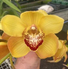 Cymbidium Kimberley Harvest 'Burnt Gold'