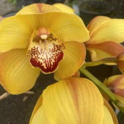 Cymbidium Kimberley Harvest 'Burnt Gold' - Image 2