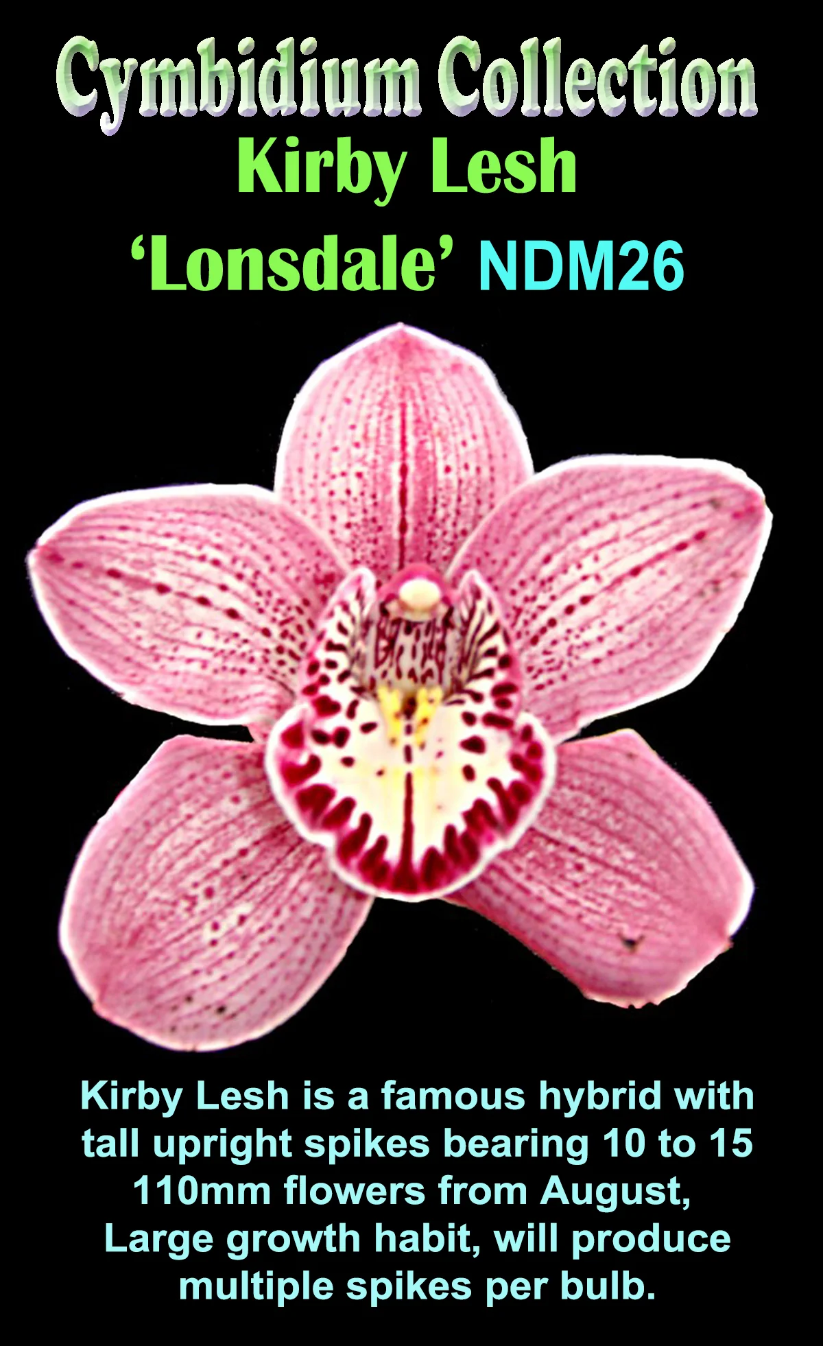 Cymbidium Kirby Lesh 'Lonsdale' - Image 2