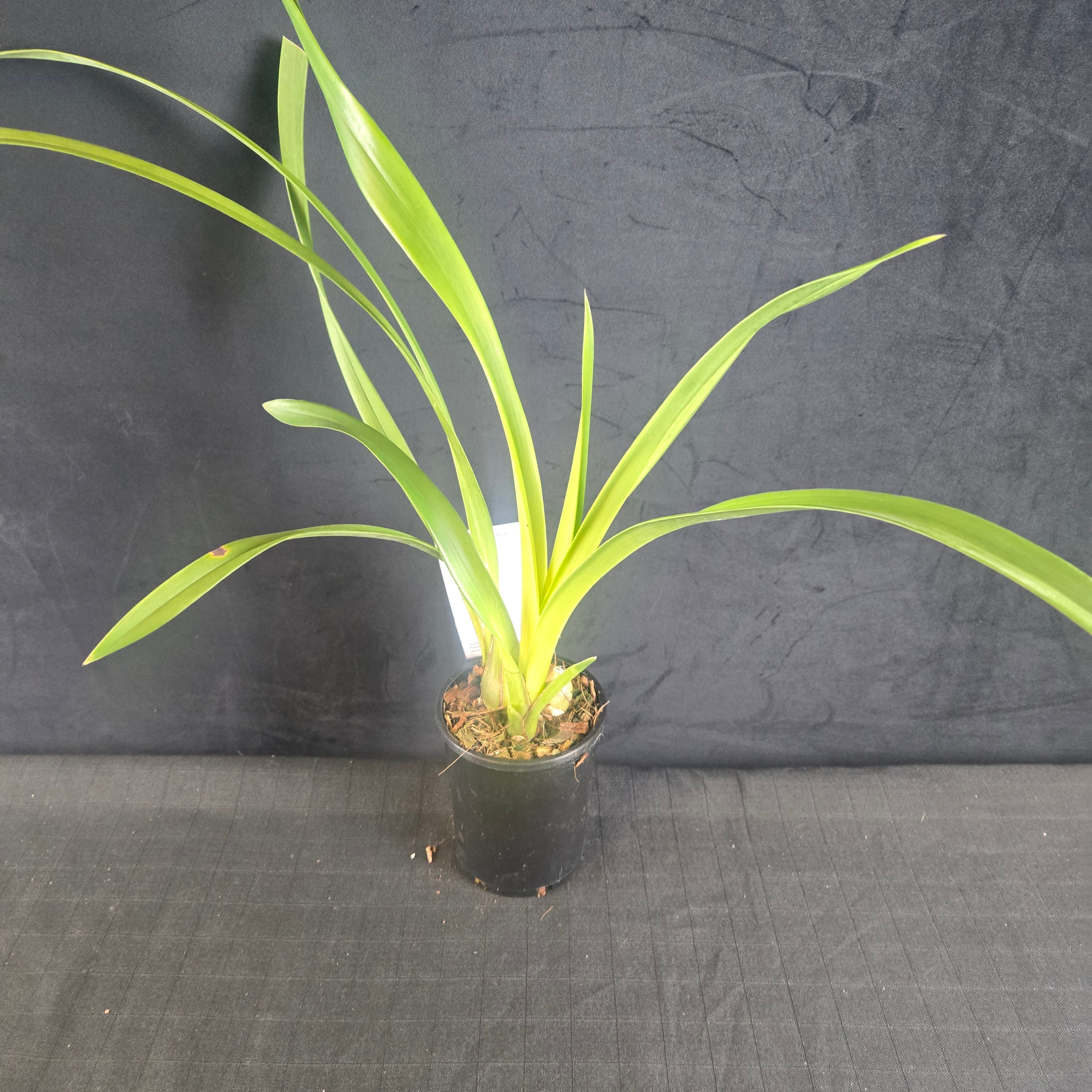 Cymbidium Kirby Lesh 'Lonsdale' - Image 3