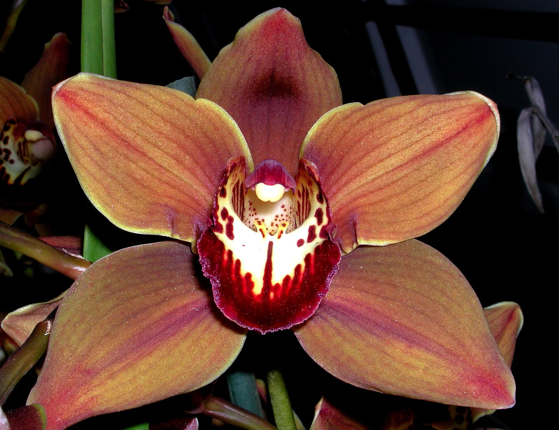 Cymbidium Kiri Te Kanawa 'Pauline Rae' - Image 2