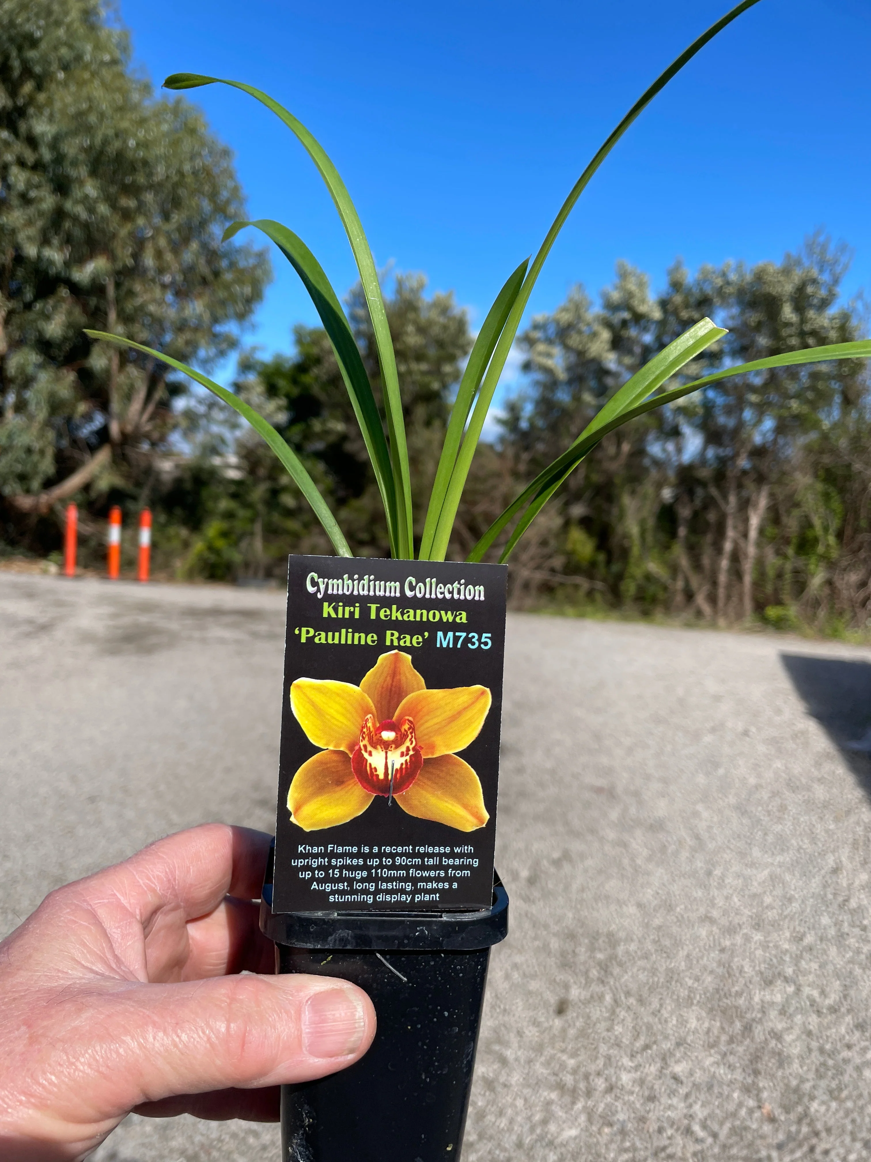 Cymbidium Kiri Te Kanawa 'Pauline Rae' - Image 3