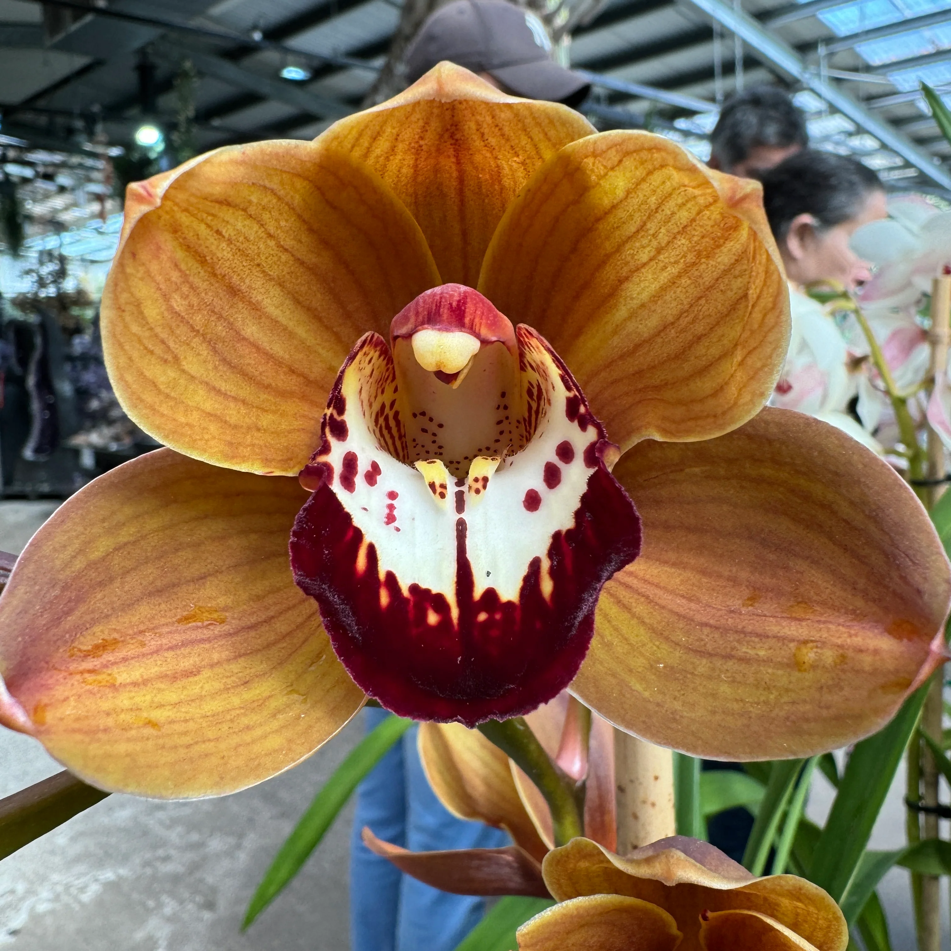 Cymbidium Kiri Te Kanawa 'Pauline Rae' - Image 4