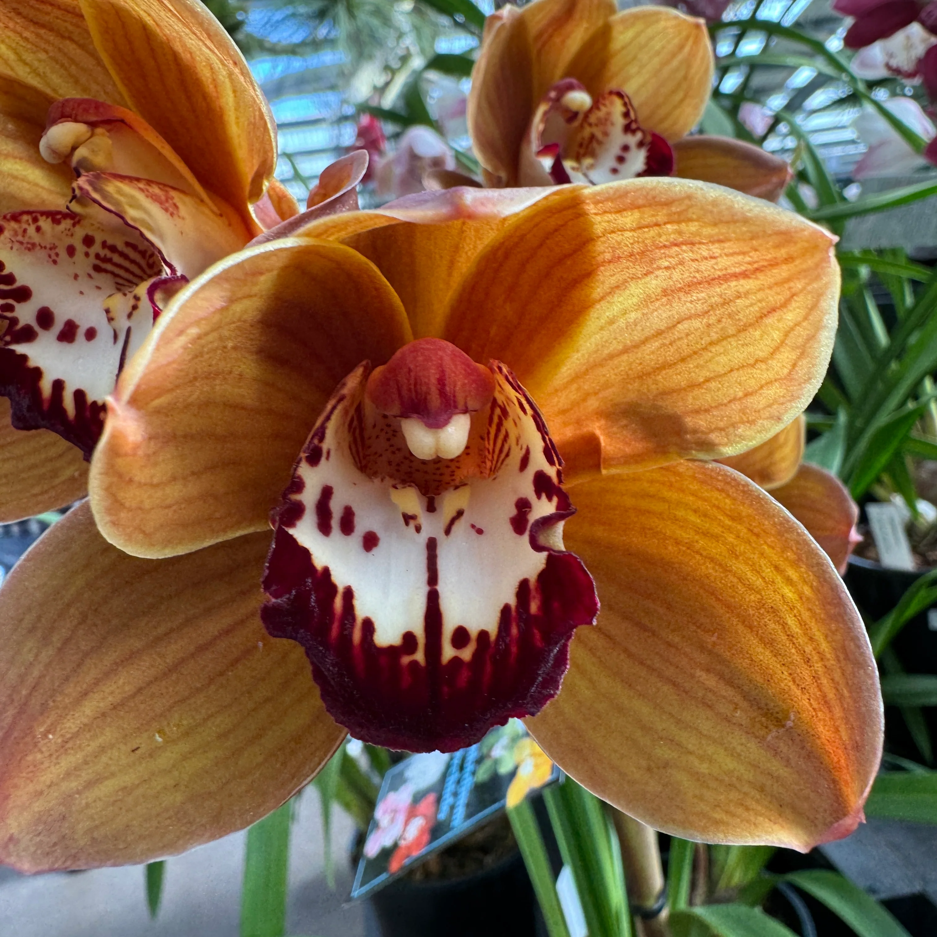 Cymbidium Kiri Te Kanawa 'Pauline Rae' - Image 5