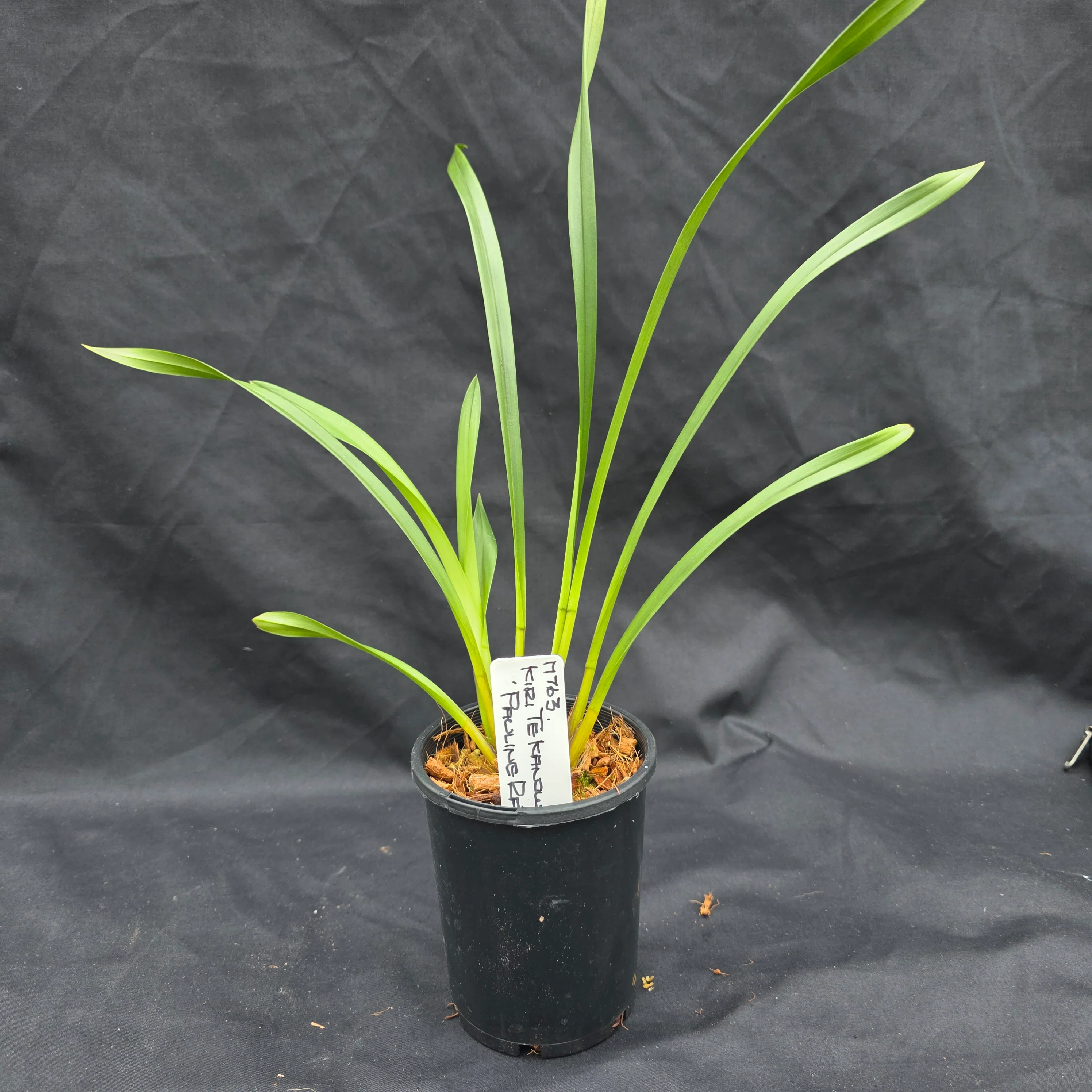 Cymbidium Kiri Te Kanawa 'Pauline Rae' - Image 6
