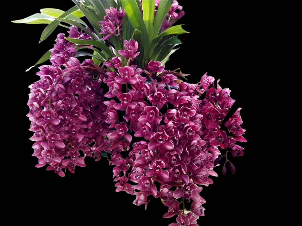 Cymbidium Kiwi Devonport 'Flying High'