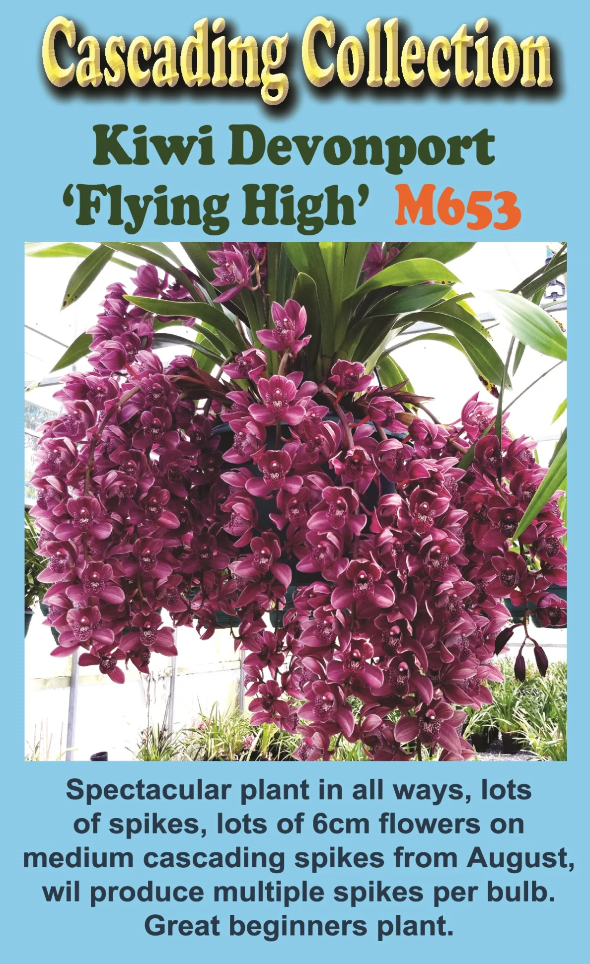 Cymbidium Kiwi Devonport 'Flying High' - Image 2