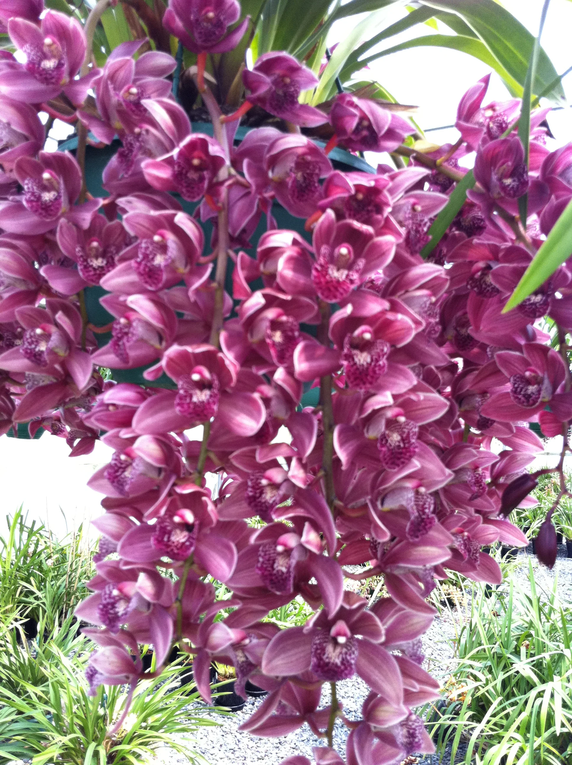 Cymbidium Kiwi Devonport 'Flying High' - Image 3