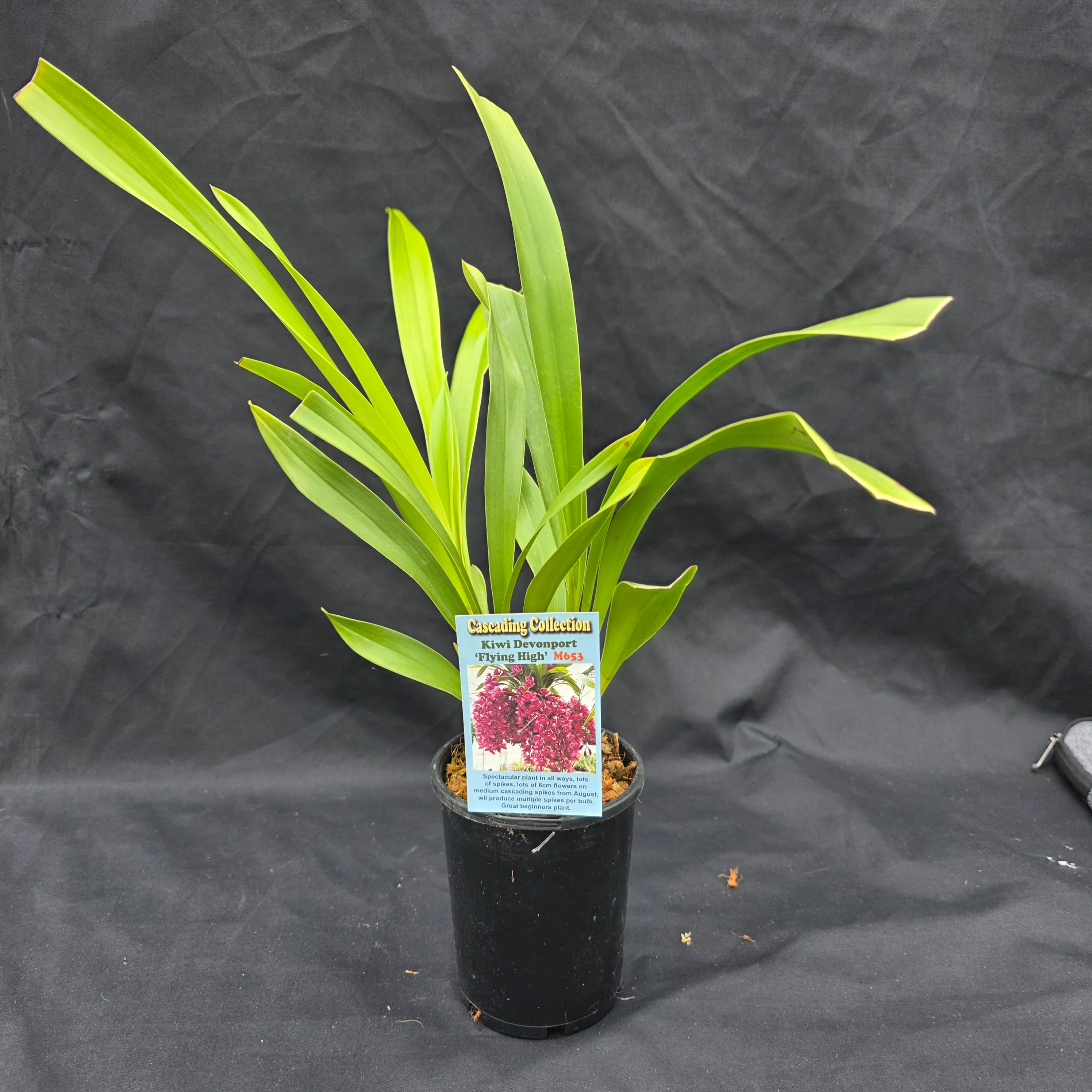 Cymbidium Kiwi Devonport 'Flying High' - Image 5