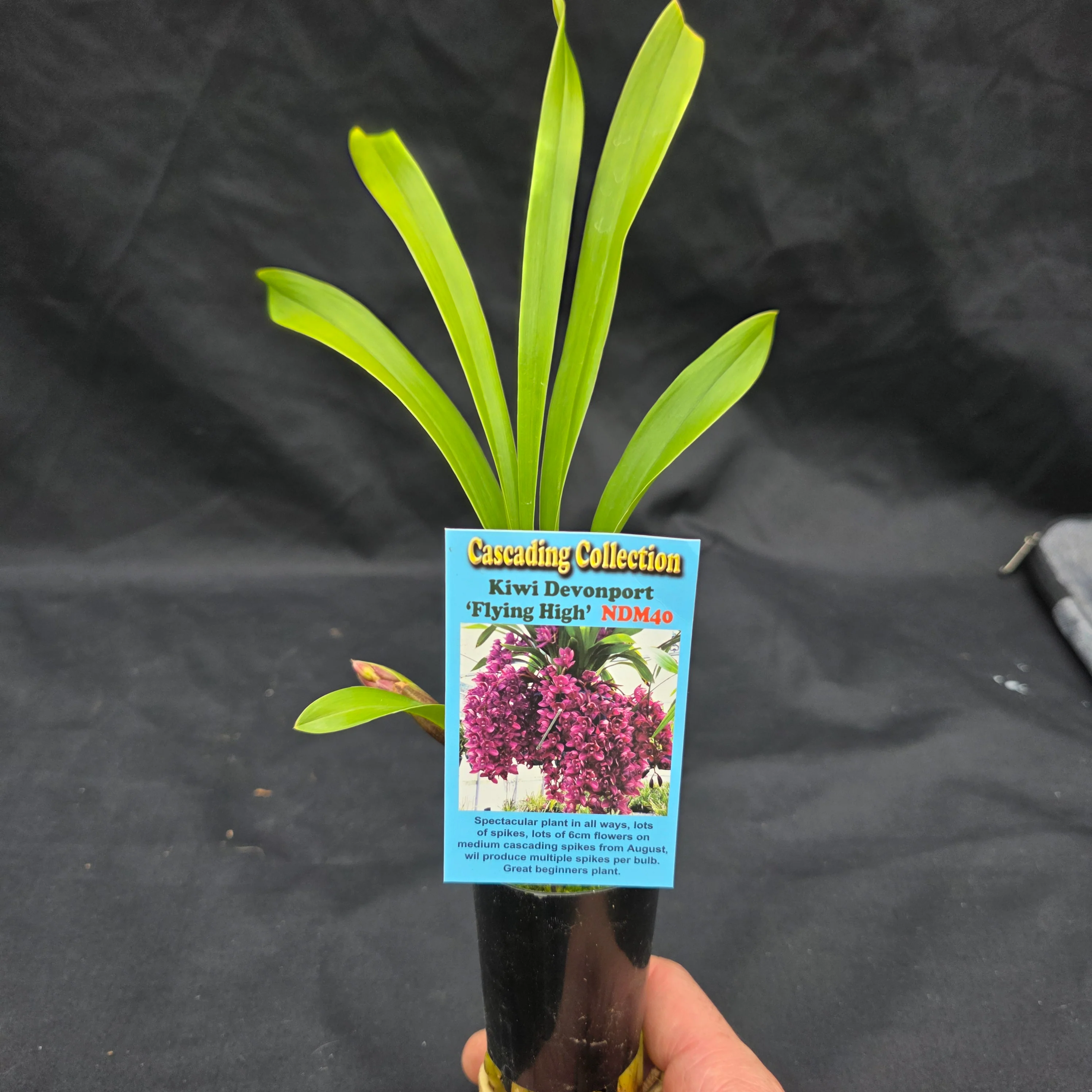 Cymbidium Kiwi Devonport 'Flying High' - Image 6