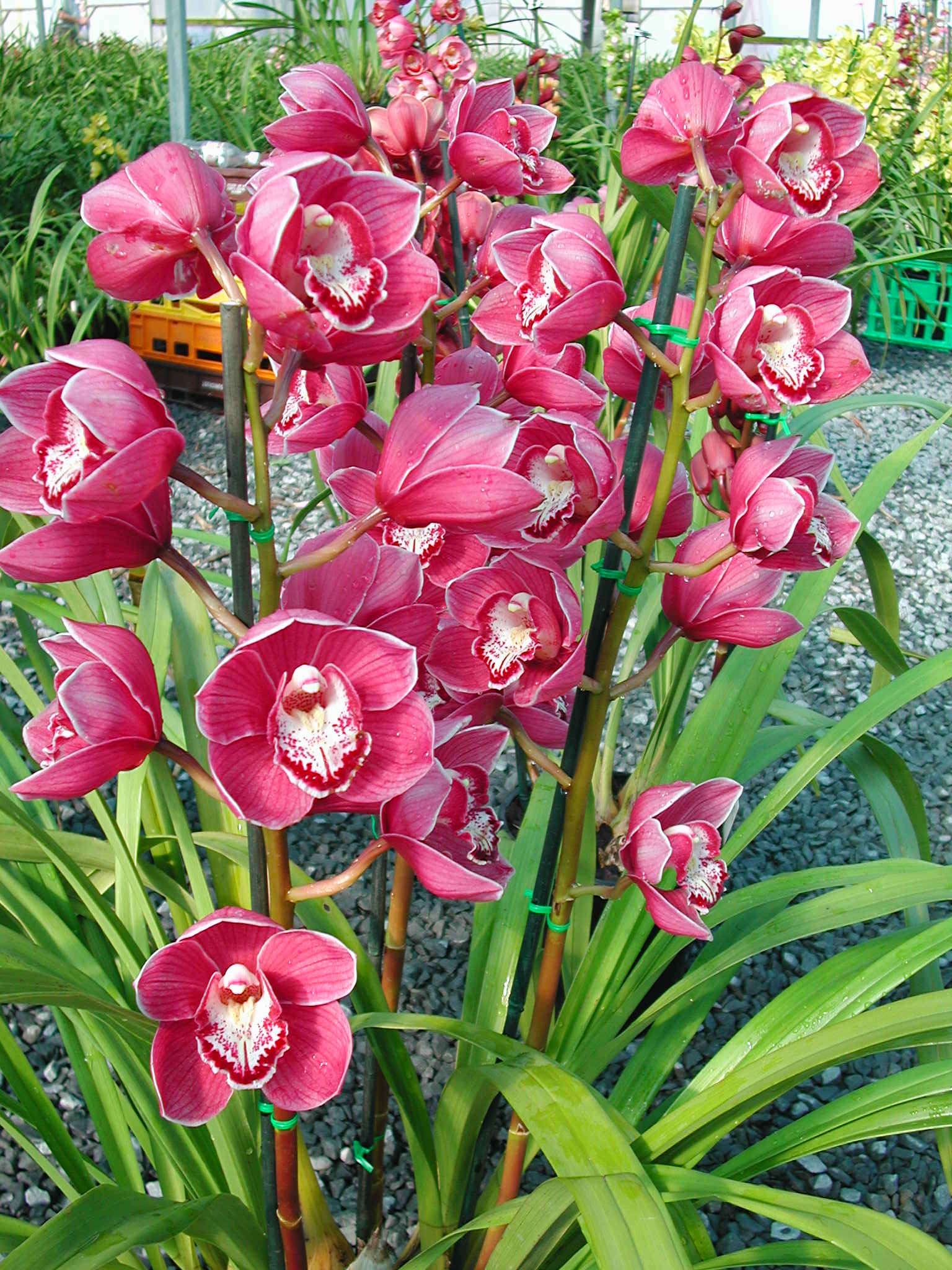 Cymbidium Kuralta Park 'Tennyson' - Image 4